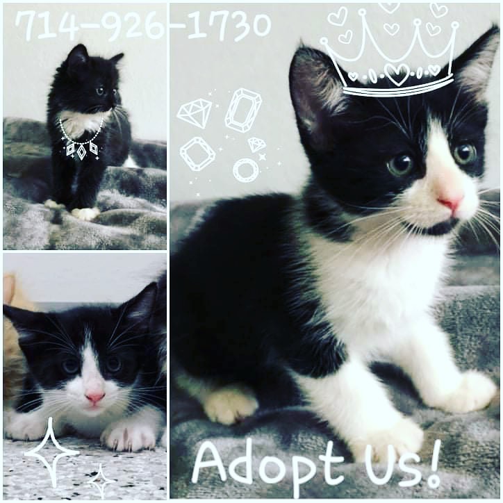 These cuties need a home . Contact foster mommy if you’re interested. 🥰🥰