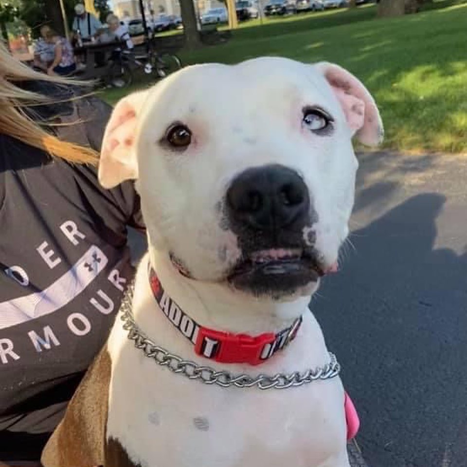 🥳ADOPTED🥳  Where is Coco’s OAR’s warm welcome?! This beautiful 2 year old spayed Pitty Mix has been with with us since May & is still aching for her forever home! Coco is housebroken, crate trained, playful & loveable! Coco prefers all the love and treats for herself but will share with proper introductions. Show Coco the love and apply for her at oarwny.org.