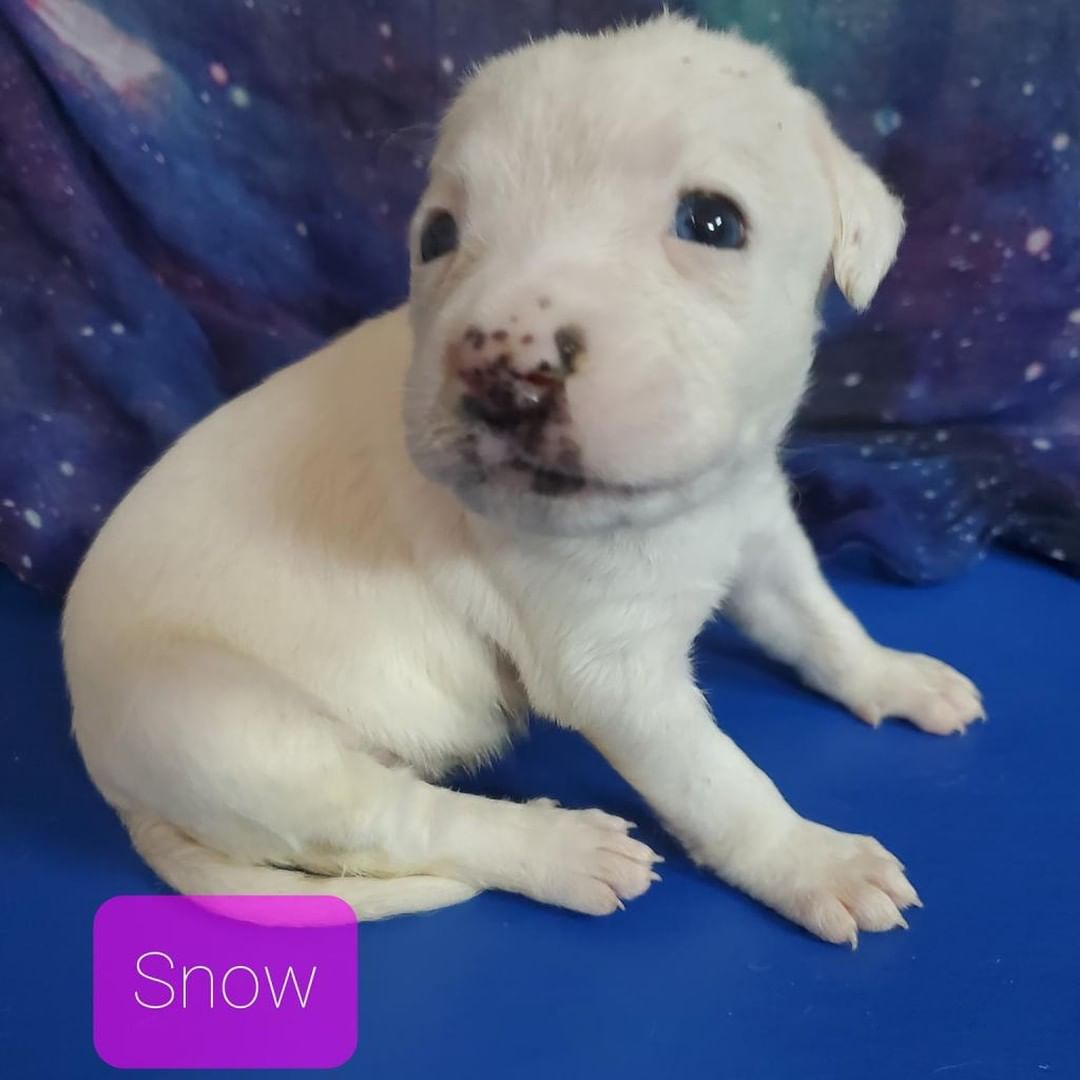 🌙 SNOW 🌙

 Meet Snow! 

Named after the February full moon, Snow is sure to make everyone's heart melt. This cute girl can't wait to have a family to spoil her. 

Can you make Snow's day and adopt her? 
www.wcghs.org/adopt 

<a target='_blank' href='https://www.instagram.com/explore/tags/makeadogsday/'>#makeadogsday</a> Dick Hannah Subaru