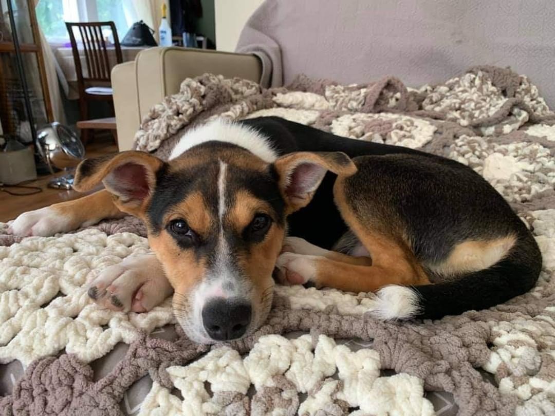 WELCOME HOME WEDNESDAY!  Here's an update from her adopter on Winnie, who left Texas Friday on our most recent transport:

