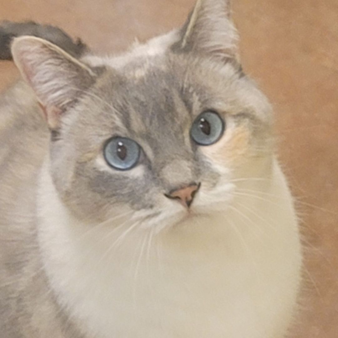 I'd like you all to meet Lily...this picture doesn't do her justice. She's so sweet and loves attention. She's been hanging out in our adult open room for a few days and doesn't seem to mind the other cats. If she seems like she could be your next furry friend give us a call for a meet and greet! 
<a target='_blank' href='https://www.instagram.com/explore/tags/blueyeyedgirl/'>#blueyeyedgirl</a> <a target='_blank' href='https://www.instagram.com/explore/tags/catobsessed/'>#catobsessed</a> <a target='_blank' href='https://www.instagram.com/explore/tags/fureverhomeneeded/'>#fureverhomeneeded</a> <a target='_blank' href='https://www.instagram.com/explore/tags/awlshelter/'>#awlshelter</a>