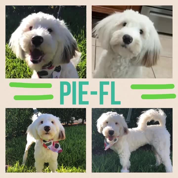 Click on the link in our bio to learn more about Pie-FL!

Meet Playful Pie-FL 🥧 he is a 8-month-old Goldendoodle puppy who is currently living in an IDOG foster home in Dania Beach, Florida.

Pie-FL is a playful 🎾 dog who has a sweet side to him. While he prefers playing and chewing bones 🦴 (he’s still a puppy after all) he also enjoys cuddling and belly rubs. His energy ⚡️ is fun to watch as he has a lot of it!