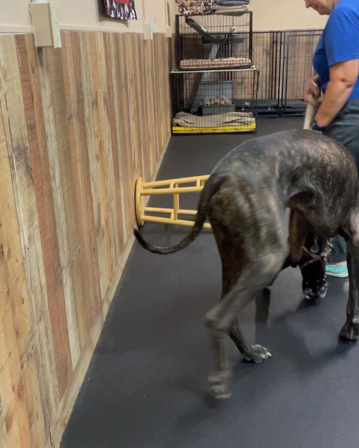 Freddie the Great Dane working some modern agility and learning body awareness with their trainer over at the Thornydale Facility Francesca Alonzo! ! Great fun with this bog boy, watching a Dane hop over a jump is priceless.