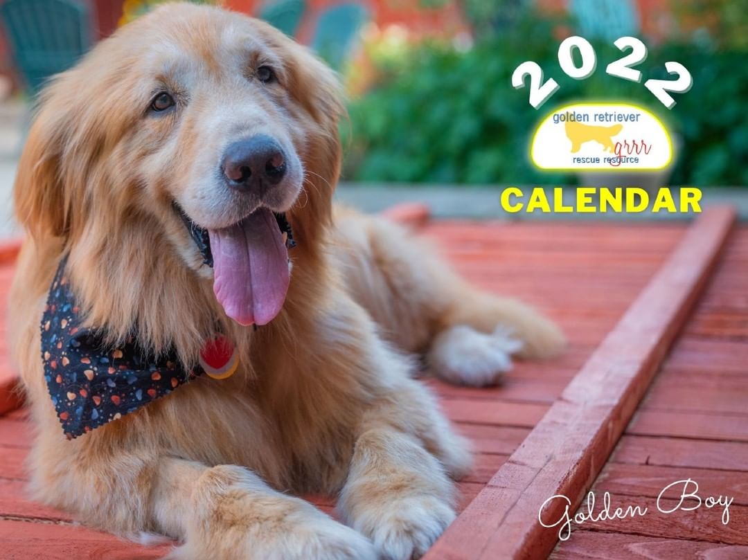 2022 Golden Retriever Calendars are in and ready to priority ship to you today! This years calendar features 