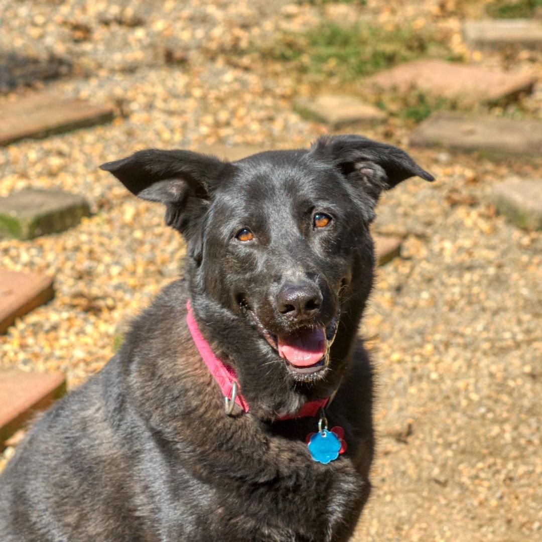 Gypsy is an intelligent 8 years old Shepherd/Lab mix girl. She would be great as a working dog. Her favorite game to play is fetch with a tennis ball or squeaky toy. Gypsy is loyal and sweet to her family and those who take care of her. She will stay by your side and sit at the bathroom door while you are brushing your teeth. She also gives the best doggie kisses.

Gypsy doesn't mind cats and will do better around dogs who are submissive and calm. She just wants to be a follower of the pack and looks to her people as the pack leader.

To adopt, please fill out an adoption application at https://www.threepawsrescue.org/adoption-application/

For information about adoption fee, please visit https://www.threepawsrescue.org/adoption-fees/

To learn about the adoption process, please visit https://www.threepawsrescue.org/adoption-process/

<a target='_blank' href='https://www.instagram.com/explore/tags/adoptdontshop/'>#adoptdontshop</a> <a target='_blank' href='https://www.instagram.com/explore/tags/adopt/'>#adopt</a> <a target='_blank' href='https://www.instagram.com/explore/tags/adoptme/'>#adoptme</a> <a target='_blank' href='https://www.instagram.com/explore/tags/fosteringsaveslives/'>#fosteringsaveslives</a> <a target='_blank' href='https://www.instagram.com/explore/tags/adoptadog/'>#adoptadog</a> <a target='_blank' href='https://www.instagram.com/explore/tags/adoptable/'>#adoptable</a> <a target='_blank' href='https://www.instagram.com/explore/tags/atlanta/'>#atlanta</a> <a target='_blank' href='https://www.instagram.com/explore/tags/atl/'>#atl</a> <a target='_blank' href='https://www.instagram.com/explore/tags/atldog/'>#atldog</a> <a target='_blank' href='https://www.instagram.com/explore/tags/rescuedog/'>#rescuedog</a> <a target='_blank' href='https://www.instagram.com/explore/tags/rescuedismyfavoritebreed/'>#rescuedismyfavoritebreed</a> <a target='_blank' href='https://www.instagram.com/explore/tags/rescuedogsofinstagram/'>#rescuedogsofinstagram</a> <a target='_blank' href='https://www.instagram.com/explore/tags/dogsofig/'>#dogsofig</a> <a target='_blank' href='https://www.instagram.com/explore/tags/dogsofinsta/'>#dogsofinsta</a> <a target='_blank' href='https://www.instagram.com/explore/tags/atlantadog/'>#atlantadog</a> <a target='_blank' href='https://www.instagram.com/explore/tags/dogsofatlanta/'>#dogsofatlanta</a> <a target='_blank' href='https://www.instagram.com/explore/tags/dogsofatl/'>#dogsofatl</a> <a target='_blank' href='https://www.instagram.com/explore/tags/atlantarescuedogs/'>#atlantarescuedogs</a> <a target='_blank' href='https://www.instagram.com/explore/tags/rescuedogsofatlanta/'>#rescuedogsofatlanta</a> <a target='_blank' href='https://www.instagram.com/explore/tags/threepawsrescue/'>#threepawsrescue</a>