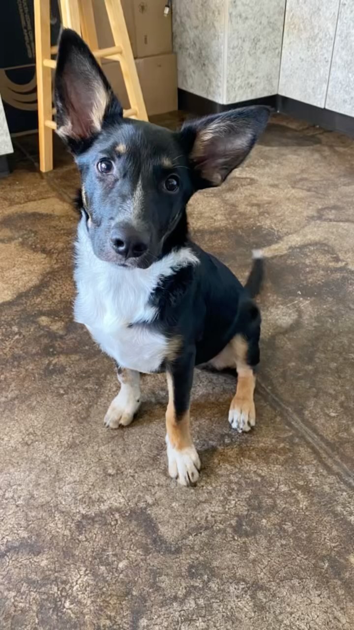 Tango a very sweet shepherd mix. Available for adoption.  He’s smart and very fun.