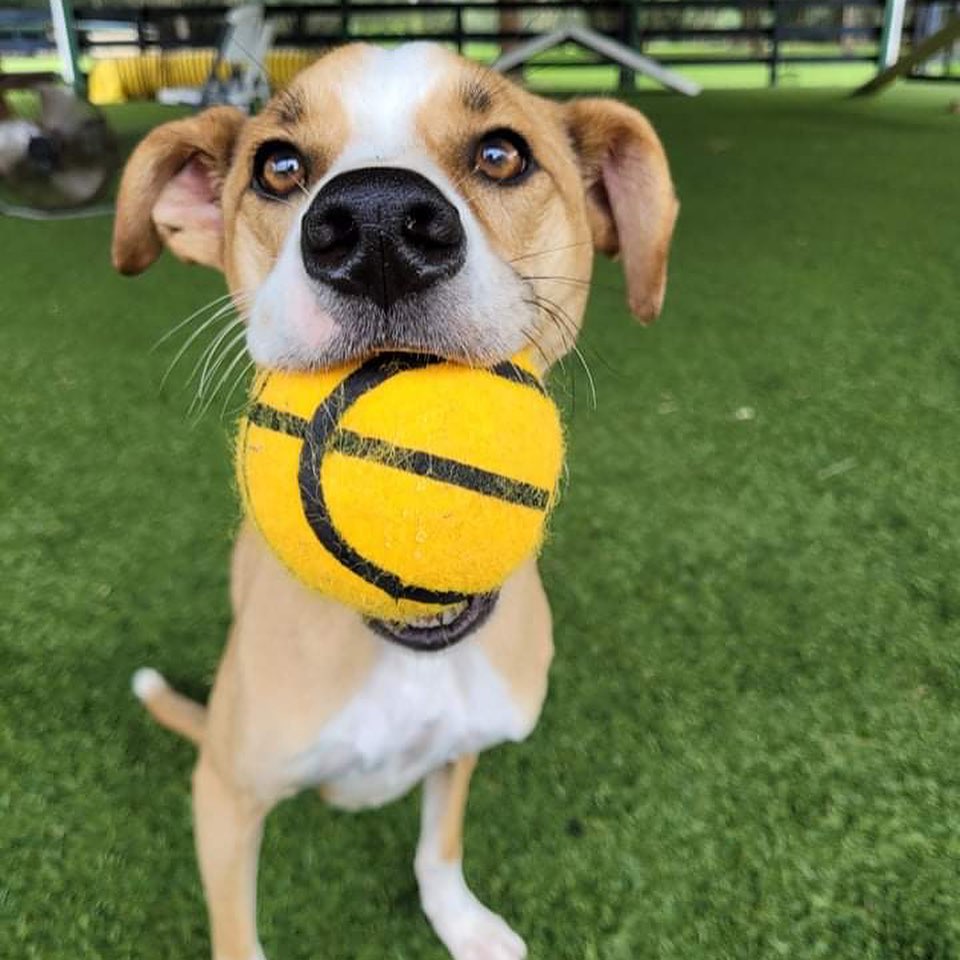 Being a part of the rescue world can be very rewarding. Not much can rival the absolute joy emanating from not only a lucky family, but a very lucky pup who found their forever home. However, there is another side of rescuing and it often leaves us heartbroken. It is with a very heavy heart that we say goodbye to Lieutenant Dan…
After multiple vet visits and a trip to our neurologist, it was determined that Dan had a neurodegenerative disease which was causing him to deteriorate at an accelerated rate. It’s never easy watching a friend go through such a terrible time, but he remained loved and cared for until his very last breath.
Sometimes life does not deal us the best hand, but it is what we make of it that truly counts. Dan was the little ray of sunshine on a cloudy day and while his time with us wasn’t nearly as long as we had hoped, we will forever cherish the moments we were lucky enough to call him our friend.
.
.
.
.
<a target='_blank' href='https://www.instagram.com/explore/tags/owar/'>#owar</a> <a target='_blank' href='https://www.instagram.com/explore/tags/onthewingsofangels/'>#onthewingsofangels</a> <a target='_blank' href='https://www.instagram.com/explore/tags/rescue/'>#rescue</a> <a target='_blank' href='https://www.instagram.com/explore/tags/rescuedog/'>#rescuedog</a> <a target='_blank' href='https://www.instagram.com/explore/tags/tamparescue/'>#tamparescue</a> <a target='_blank' href='https://www.instagram.com/explore/tags/adoptdontshop/'>#adoptdontshop</a> <a target='_blank' href='https://www.instagram.com/explore/tags/adoptme/'>#adoptme</a> <a target='_blank' href='https://www.instagram.com/explore/tags/bayarea/'>#bayarea</a> <a target='_blank' href='https://www.instagram.com/explore/tags/florida/'>#florida</a> <a target='_blank' href='https://www.instagram.com/explore/tags/floridadog/'>#floridadog</a> <a target='_blank' href='https://www.instagram.com/explore/tags/dogrescue/'>#dogrescue</a> <a target='_blank' href='https://www.instagram.com/explore/tags/dogsofinstagram/'>#dogsofinstagram</a> <a target='_blank' href='https://www.instagram.com/explore/tags/bslsucks/'>#bslsucks</a> <a target='_blank' href='https://www.instagram.com/explore/tags/dontbullymybreed/'>#dontbullymybreed</a> <a target='_blank' href='https://www.instagram.com/explore/tags/dog/'>#dog</a>