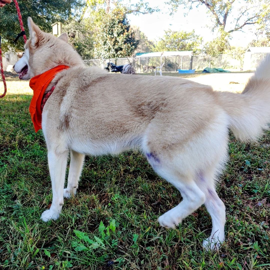 Meet Zora who is asking for your help to get her walking without pain again. She is a young girl who is needing FHO (Femoral Head Ostectomy) surgery to get hip fixed up. It's a recent injury that was not treated by her previous owners and is causing her pain. Can you help us raise $1000 for her medical expenses and help this pretty girl back to running shape? 
.
.
.
.
.
.
.
<a target='_blank' href='https://www.instagram.com/explore/tags/singingdogfarm/'>#singingdogfarm</a> <a target='_blank' href='https://www.instagram.com/explore/tags/singingdogfarmrescue/'>#singingdogfarmrescue</a> <a target='_blank' href='https://www.instagram.com/explore/tags/huskyrescue/'>#huskyrescue</a> <a target='_blank' href='https://www.instagram.com/explore/tags/adoptablehusky/'>#adoptablehusky</a> <a target='_blank' href='https://www.instagram.com/explore/tags/rescuehuskies/'>#rescuehuskies</a> <a target='_blank' href='https://www.instagram.com/explore/tags/nchuskies/'>#nchuskies</a> <a target='_blank' href='https://www.instagram.com/explore/tags/huskiesareawesome/'>#huskiesareawesome</a> <a target='_blank' href='https://www.instagram.com/explore/tags/adoptahusky/'>#adoptahusky</a> <a target='_blank' href='https://www.instagram.com/explore/tags/adoptablehuskies/'>#adoptablehuskies</a> <a target='_blank' href='https://www.instagram.com/explore/tags/siberianhusky/'>#siberianhusky</a> <a target='_blank' href='https://www.instagram.com/explore/tags/siberianhuskydogs/'>#siberianhuskydogs</a> <a target='_blank' href='https://www.instagram.com/explore/tags/ncdogs/'>#ncdogs</a> <a target='_blank' href='https://www.instagram.com/explore/tags/rescuedogs/'>#rescuedogs</a> <a target='_blank' href='https://www.instagram.com/explore/tags/huskiesofinstagram/'>#huskiesofinstagram</a> <a target='_blank' href='https://www.instagram.com/explore/tags/huskiesofig/'>#huskiesofig</a> <a target='_blank' href='https://www.instagram.com/explore/tags/ncrescuedogs/'>#ncrescuedogs</a>