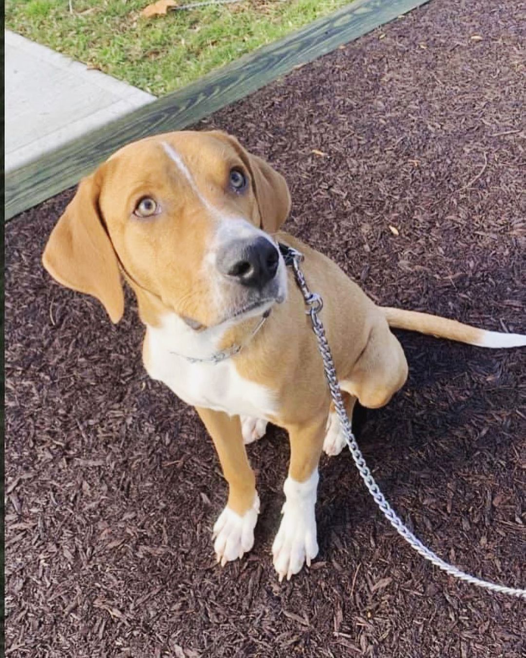 🌟 AVAILABLE 🌟 - Adult hound dog 

Sonic (fka Seamus) is a 1.5yr old very energetic, lovable, and happy hound dog! He loves going for walks, runs, and playing. When outside and able to run you can truly see him come alive. Sonic will benefit from a family with older children that want to play with him and/or adults that are retired, but active, or home where people are home as often as possible as he does not like being home alone for too long. He loves snuggling next to you in the bed or on the couch watching a movie! He does well in his crate, but just like any dog he would prefer to be out. He is house trained too. He is allergic to chicken and shouldn’t have any chicken food/products or byproducts. He enjoys playing with dog toys to help pass time and is a tough chewer! With that he should only have tough toys and if given stuffed ones should be watched as he will happily defluff them ASAP. Sonic does bark at other dogs/people when on leash, but we are working on that with him. He LOVES other dogs and happily plays and bounces around with them. If you believe this happy guy would be the right fit for your home please use the link below to submit an application. 

Adoption Application Link: https://airtable.com/shr305FuyR4v4JWQb

Website Link: https://furrytalesrescue.wixsite.com/home

Petfinder Link: https://www.petfinder.com/dog/sonic-fka-seamus-49678199/pa/blue-bell/furry-tales-animal-rescue-pa1105/

** We are based out of Blue Bell, PA. We allow adoptions to PA, NJ, MD, DE, VA, WV, CT and NY. At this time we do not adopt out to homes who are over ~200 miles from our location. **

.
.
.
.
.
<a target='_blank' href='https://www.instagram.com/explore/tags/rescuedog/'>#rescuedog</a> <a target='_blank' href='https://www.instagram.com/explore/tags/happydog/'>#happydog</a> <a target='_blank' href='https://www.instagram.com/explore/tags/fall/'>#fall</a> <a target='_blank' href='https://www.instagram.com/explore/tags/hound/'>#hound</a> <a target='_blank' href='https://www.instagram.com/explore/tags/hounddog/'>#hounddog</a> <a target='_blank' href='https://www.instagram.com/explore/tags/hounddogsofinstagram/'>#hounddogsofinstagram</a> <a target='_blank' href='https://www.instagram.com/explore/tags/seamus/'>#seamus</a> <a target='_blank' href='https://www.instagram.com/explore/tags/sonic/'>#sonic</a> <a target='_blank' href='https://www.instagram.com/explore/tags/bonesday/'>#bonesday</a> <a target='_blank' href='https://www.instagram.com/explore/tags/nobonesday/'>#nobonesday</a> <a target='_blank' href='https://www.instagram.com/explore/tags/roll/'>#roll</a> <a target='_blank' href='https://www.instagram.com/explore/tags/leaves/'>#leaves</a> <a target='_blank' href='https://www.instagram.com/explore/tags/puppy/'>#puppy</a> <a target='_blank' href='https://www.instagram.com/explore/tags/puppiesofinstagram/'>#puppiesofinstagram</a> <a target='_blank' href='https://www.instagram.com/explore/tags/adoptme/'>#adoptme</a> <a target='_blank' href='https://www.instagram.com/explore/tags/adoptable/'>#adoptable</a> <a target='_blank' href='https://www.instagram.com/explore/tags/love/'>#love</a> <a target='_blank' href='https://www.instagram.com/explore/tags/toocute/'>#toocute</a> <a target='_blank' href='https://www.instagram.com/explore/tags/dog/'>#dog</a> <a target='_blank' href='https://www.instagram.com/explore/tags/dogs/'>#dogs</a> <a target='_blank' href='https://www.instagram.com/explore/tags/bigboy/'>#bigboy</a>