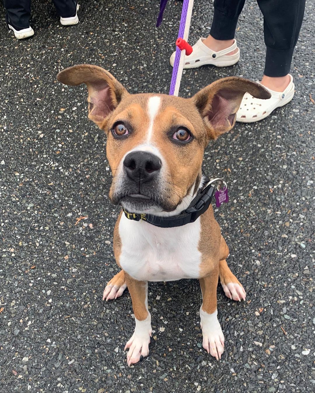 Say hello to Rookie, Annabeth, Cherry, Ingrid, General Magnus Kane and Walnut! These 6 lucky pups had a long ride from Texas, but they’re all settling in and happy to be here.