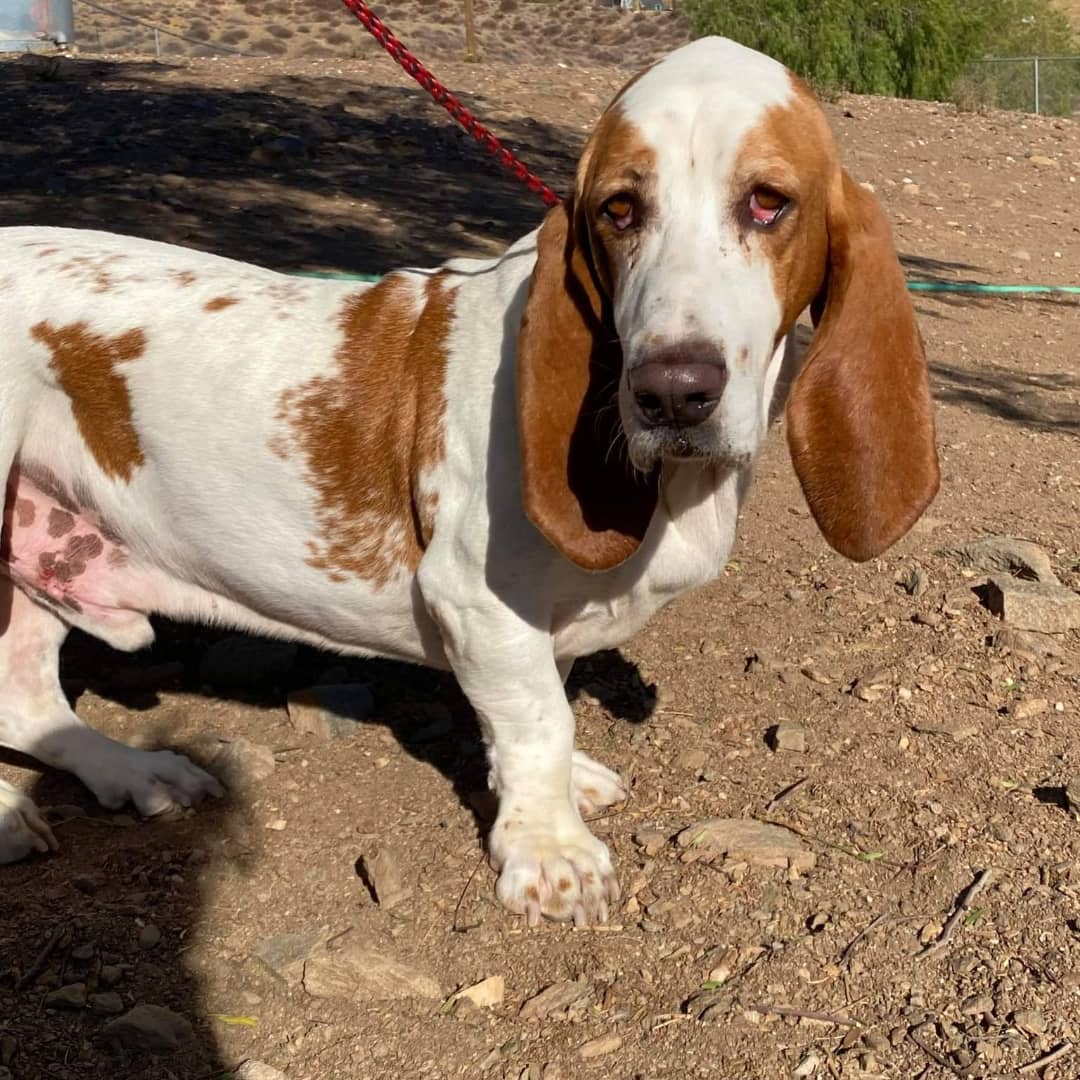 Please welcome skinny & scared 5 yr old Cooper. Reported to hate men this guy gave us a run at pick up! thank you Bruce Garvin for the transport. <a target='_blank' href='https://www.instagram.com/explore/tags/bassethoundsofinstagram/'>#bassethoundsofinstagram</a> <a target='_blank' href='https://www.instagram.com/explore/tags/daphneylandrehab/'>#daphneylandrehab</a> <a target='_blank' href='https://www.instagram.com/explore/tags/maneater/'>#maneater</a> <a target='_blank' href='https://www.instagram.com/explore/tags/rescuedogsofinstagram/'>#rescuedogsofinstagram</a> <a target='_blank' href='https://www.instagram.com/explore/tags/nothingbetterthanabasset/'>#nothingbetterthanabasset</a> <a target='_blank' href='https://www.instagram.com/explore/tags/rescuelife/'>#rescuelife</a> <a target='_blank' href='https://www.instagram.com/explore/tags/behaviormanagement/'>#behaviormanagement</a>