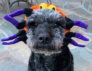 Halloween is around the corner and if you come to our hoedown from 4 to 9 you will get a free costume for your dog , vegan food, dessert bar, swag bag, and lots of entertainment. All for a $25 donation to a good cause. 1749 Magnolia Ave. right here in Long Beach. <a target='_blank' href='https://www.instagram.com/explore/tags/sparkyandthegang/'>#sparkyandthegang</a> <a target='_blank' href='https://www.instagram.com/explore/tags/dogrescue/'>#dogrescue</a> <a target='_blank' href='https://www.instagram.com/explore/tags/halloweencostume/'>#halloweencostume</a> <a target='_blank' href='https://www.instagram.com/explore/tags/fordogs/'>#fordogs</a> <a target='_blank' href='https://www.instagram.com/explore/tags/funforall/'>#funforall</a> <a target='_blank' href='https://www.instagram.com/explore/tags/fundraiser/'>#fundraiser</a> <a target='_blank' href='https://www.instagram.com/explore/tags/rescuedogsofinstagram/'>#rescuedogsofinstagram</a>