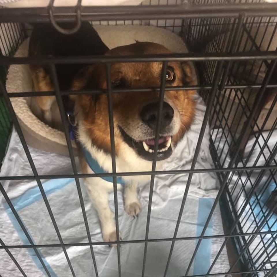 Hey YOU! My name is Wayne. I’m from Oklahoma and was neglected until  @findingabestfriend Rescue put me on my first airplane ride and I landed in California! I was in a nice foster home while I got some medical treatment. I’m fine now and ready to find my handsome self a permanent home. I have a birth defect in one eye so I can’t see out of it but it does give me a sort of a sly look! I would so love to find a nice person or couple to spend my life with. I’m really easy. I like to go on walks but I’m cool laying around the house too. I have so much love to give and I want to shower it on a special someone FUREVER!! I’m about 4 years old, housebroken and really a sweetheart. So tell your friends about me, And please share, like and Paws it On! ❤️🐶😉<a target='_blank' href='https://www.instagram.com/explore/tags/PawsItOn/'>#PawsItOn</a> 

Meet <a target='_blank' href='https://www.instagram.com/explore/tags/adoptable/'>#adoptable</a> dogs and puppies looking for their <a target='_blank' href='https://www.instagram.com/explore/tags/fureverhomes/'>#fureverhomes</a> with @findingabestfriend ❤️🐶😊
.
.
.
.
<a target='_blank' href='https://www.instagram.com/explore/tags/rescuedogs/'>#rescuedogs</a> <a target='_blank' href='https://www.instagram.com/explore/tags/dogadoption/'>#dogadoption</a> <a target='_blank' href='https://www.instagram.com/explore/tags/sanramon/'>#sanramon</a>  <a target='_blank' href='https://www.instagram.com/explore/tags/petadoption/'>#petadoption</a> <a target='_blank' href='https://www.instagram.com/explore/tags/bayarea/'>#bayarea</a> <a target='_blank' href='https://www.instagram.com/explore/tags/stockton/'>#stockton</a> <a target='_blank' href='https://www.instagram.com/explore/tags/sanramon/'>#sanramon</a> <a target='_blank' href='https://www.instagram.com/explore/tags/dontbullymybreed/'>#dontbullymybreed</a> <a target='_blank' href='https://www.instagram.com/explore/tags/adoptdontshop/'>#adoptdontshop</a> <a target='_blank' href='https://www.instagram.com/explore/tags/adoptme/'>#adoptme</a> <a target='_blank' href='https://www.instagram.com/explore/tags/dogrescue/'>#dogrescue</a> <a target='_blank' href='https://www.instagram.com/explore/tags/rescuedogsofinstagram/'>#rescuedogsofinstagram</a> <a target='_blank' href='https://www.instagram.com/explore/tags/rescuedismyfavoritebreed/'>#rescuedismyfavoritebreed</a> <a target='_blank' href='https://www.instagram.com/explore/tags/sanfrancisco/'>#sanfrancisco</a> <a target='_blank' href='https://www.instagram.com/explore/tags/bayarea/'>#bayarea</a> <a target='_blank' href='https://www.instagram.com/explore/tags/shepardmix/'>#shepardmix</a> <a target='_blank' href='https://www.instagram.com/explore/tags/adoptdontshop/'>#adoptdontshop</a> <a target='_blank' href='https://www.instagram.com/explore/tags/adoptabledog/'>#adoptabledog</a> <a target='_blank' href='https://www.instagram.com/explore/tags/fureverhome/'>#fureverhome</a>