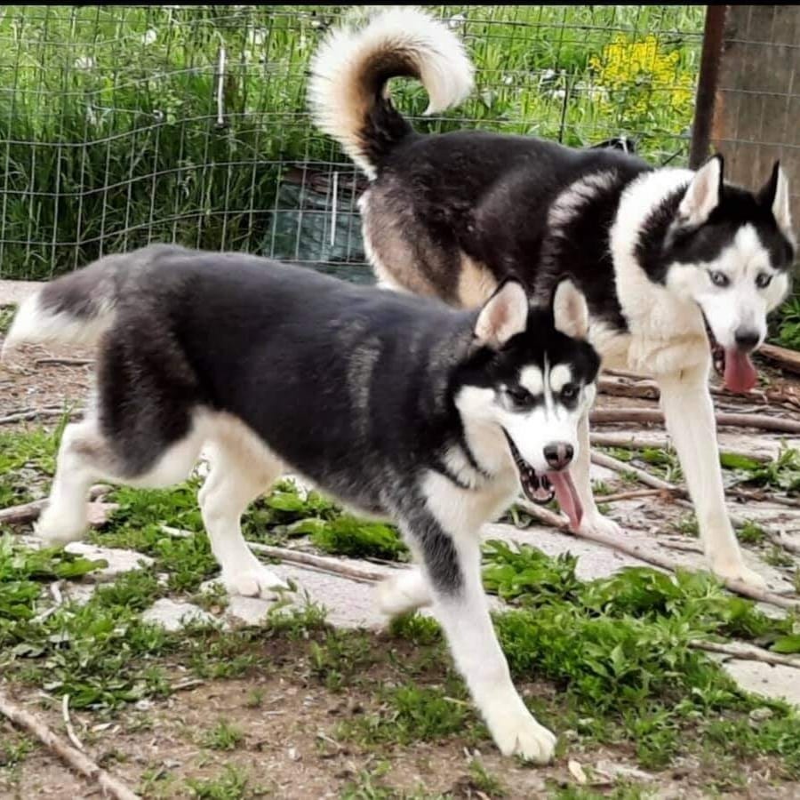 Muncie, IN: Introducing Sky and Max, a bonded Husky pair. Good with kids and dogs, even puppies. Kitties unknown. Sky is a female, Max is male. Well socialized, do well on leash. MUST BE ADOPTED TOGETHER. Apply here:

https://form.jotform.com/193487124403154

<a target='_blank' href='https://www.instagram.com/explore/tags/husky/'>#husky</a> <a target='_blank' href='https://www.instagram.com/explore/tags/huskydog/'>#huskydog</a> <a target='_blank' href='https://www.instagram.com/explore/tags/huskies/'>#huskies</a> <a target='_blank' href='https://www.instagram.com/explore/tags/huskiesofinstagram/'>#huskiesofinstagram</a> <a target='_blank' href='https://www.instagram.com/explore/tags/rescuedogs/'>#rescuedogs</a> <a target='_blank' href='https://www.instagram.com/explore/tags/dogrescue/'>#dogrescue</a>