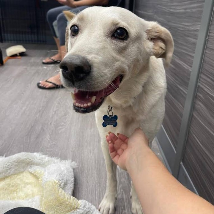 Hi my name is Sadie. I have been at the rescue for a few weeks now, and haven't gotten any applications yet. I wonder why?!

I am super friendly, count me in for making friends with other people, kids, and have even done great around a 1 year old little girl. I would be a GREAT family dog, but wouldn't mind living with a bachelor/bachelorette too. Basically, I can fit in just about any home. 

I am very active and would be a great match for someone who likes walks, or play sessions! My foster mom takes me walks and I am very good on them.  I am also crate trained, potty trained and know how to use the doggy door. Basically, I am a smarty pants! 

I am a lab mix, but I am a TINY girl, only around 45 lbs. I am beautiful and petite! 

I am looking for a home that will love and care for me. 

If you're interested in me please submit an application.