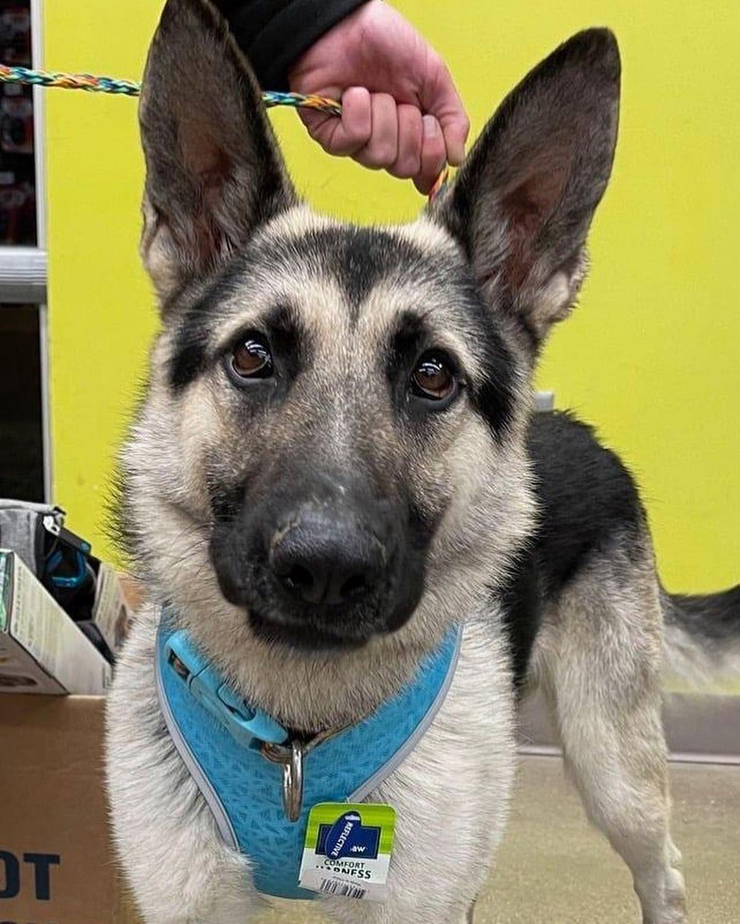 Hi Everyone! ￼We have a lot of new arrivals this morning from Texas ❤️ We are excited to welcome these new animals to Colorado! They will be available to meet TODAY at the Glendale Petsmart at 4300 E. Alameda Ave. from 11 AM to 3 PM. ￼￼
We are looking for FOSTER-TO-ADOPT homes and a few FOSTERS!