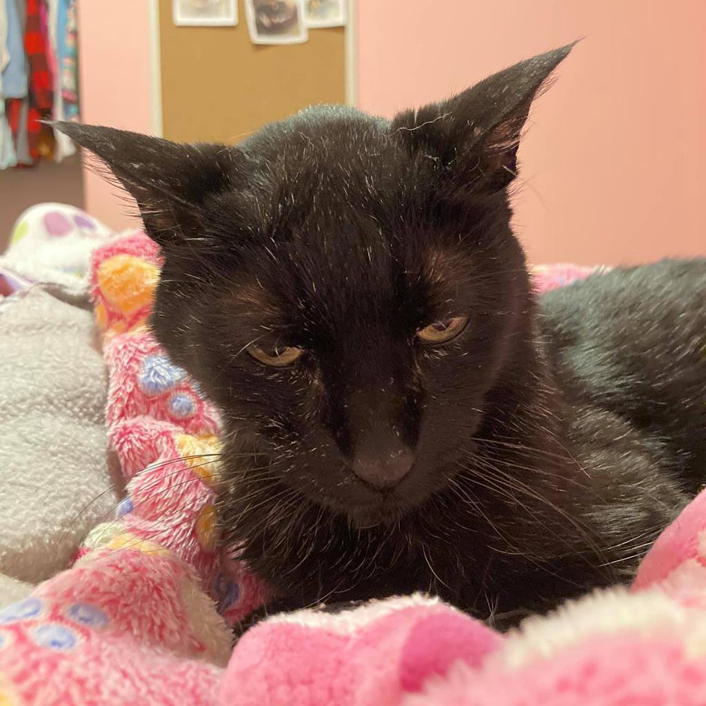 Meet Lil' Bertha, a sleek 🖤 black beauty waiting for her forever home. This ten-year-old lady will greet you with the best meows and purrs! Bertha loves her human friends and would do best as the only cat 🐈 

Sweet Bertha enjoys napping, snuggling and gets along with calm dogs, too. She takes her thyroid meds like a pro and is on a special diet for her kidneys. Bertha is FIV+ and is healthy and happy 😸 Ask our team about FIV in cats. 

Do you have the purrfect home 🏠 for this sweet girl? Use the link in our bio to reach our Salt Lake adoption page to fill out the adoption survey mentioning Lil' Bertha by name, DM us for a link or email utahadoptions@bestfriends.org. 

The Best Friends Lifesaving Center in Salt Lake City does adoptions by appointment and at our center between 12-4pm Sunday and Monday and 12-6pm Tuesday through Saturday. If you are interested in adopting a specific pet, please complete our dog adoption survey or cat adoption survey to provide us information about your lifestyle and what you are looking for in a dog or cat. An adoption specialist will be in touch with you within 48 hours via phone or email to advise next steps. Thank you for your continued support of the animals in Utah. 

<a target='_blank' href='https://www.instagram.com/explore/tags/SaveThemAll/'>#SaveThemAll</a> <a target='_blank' href='https://www.instagram.com/explore/tags/BestFriendsAnimalSociety/'>#BestFriendsAnimalSociety</a> <a target='_blank' href='https://www.instagram.com/explore/tags/adoptdontshop/'>#adoptdontshop</a> <a target='_blank' href='https://www.instagram.com/explore/tags/Utah/'>#Utah</a> <a target='_blank' href='https://www.instagram.com/explore/tags/SLC/'>#SLC</a> <a target='_blank' href='https://www.instagram.com/explore/tags/SaltLakeCity/'>#SaltLakeCity</a> <a target='_blank' href='https://www.instagram.com/explore/tags/BestFriendsUtah/'>#BestFriendsUtah</a> <a target='_blank' href='https://www.instagram.com/explore/tags/fosteringsaveslives/'>#fosteringsaveslives</a> <a target='_blank' href='https://www.instagram.com/explore/tags/BestFriendsSLC/'>#BestFriendsSLC</a> 
<a target='_blank' href='https://www.instagram.com/explore/tags/NKUT/'>#NKUT</a> <a target='_blank' href='https://www.instagram.com/explore/tags/adoptablecat/'>#adoptablecat</a>