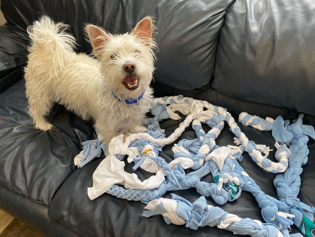 The ladies of @illinoisaoii donated some handmade rope toys for our dogs! They’re Hijo approved 😎