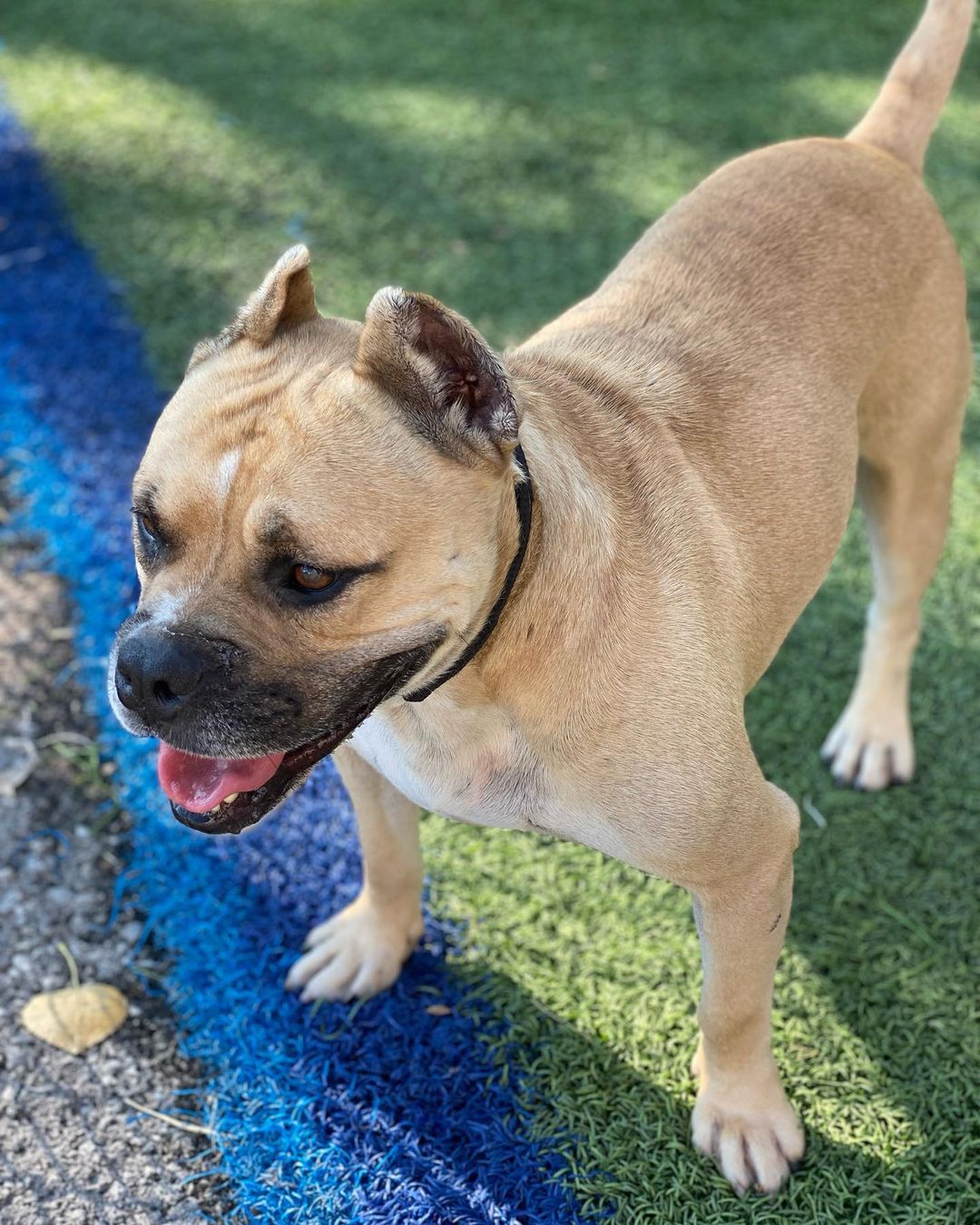 JAX!!! He’s waiting for his human! Jax is 4-5 years old! Super laid back! Learning his commands! Good with kids! He would like a comfy bed and loving heart soon. PLEASE SHARE JAX ❤️🐾