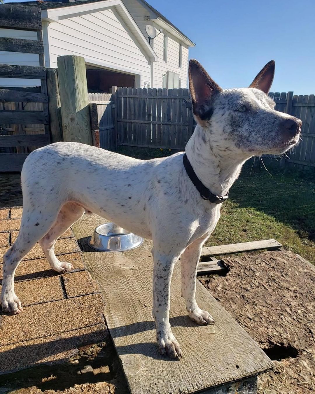 🤠🐴🤠 MEET RODEO! 🤠🐴🤠

🐂 Rodeo is a dashingly handsome 6mo old heeler mix that weighs 32lbs. We *estimate* his adult weight to be around 45lbs. 
🐂 He has typical heeler spunk and energy, along with the standard intelligence and drive to learn! 
🐂 Rodeo is very treat motivated and eager to please! He would love a family that wants to train him and teach him tricks, and maybe even enter him into some agility courses! 
🐂 Rodeo is a relatively quiet fellow and doesn’t show a tendency to bark much. 
🐂 He loves other dogs and eager to make new friends! 

🤠 Rodeo is still young, and while he’s improved a lot in regards to house-training, he will need continued guidance.
🤠 He would do best in a home without cats, as he loves to chase them! 

✔️ Rodeo is neutered, UTD on vaccines, and microchipped.

If you are interested in adopting this pet, please head to www.pettalesrescue.com and fill out an application ✍🏼 

Meet Rodeo.  He arrived in Michigan from a shelter in Alabama.  He is an energetic 6 month old heeler mix.  Rodeo loves to play and wants to please.  He is treat motivated and listens well.  Currently, he knows sit, shake and down.  Rodeo has a tendency to jump, but responds well to 