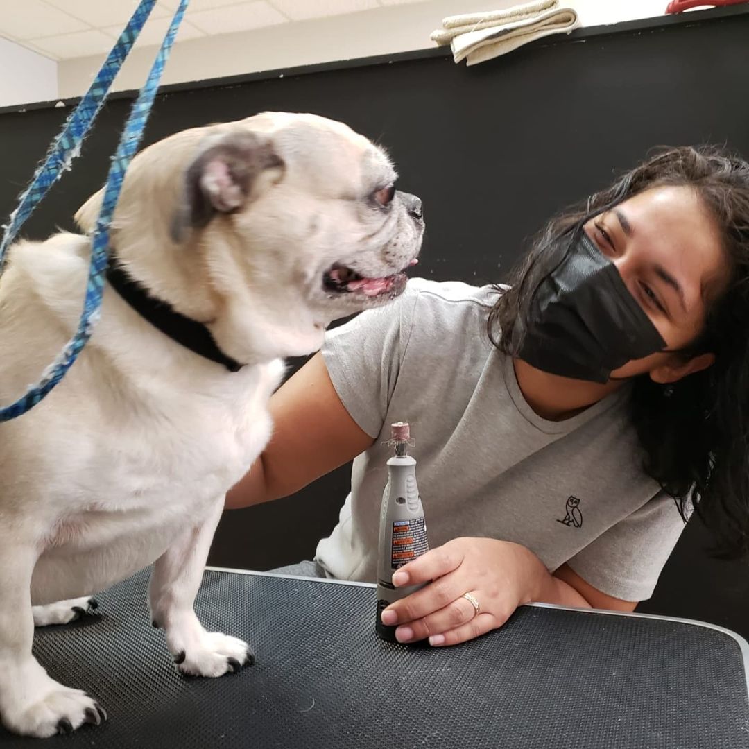 @jerseythepug happy to get her nails done. 💅 

<a target='_blank' href='https://www.instagram.com/explore/tags/pugs/'>#pugs</a> <a target='_blank' href='https://www.instagram.com/explore/tags/pugsofinstagram/'>#pugsofinstagram</a> <a target='_blank' href='https://www.instagram.com/explore/tags/nailtrim/'>#nailtrim</a> <a target='_blank' href='https://www.instagram.com/explore/tags/torontogrooming/'>#torontogrooming</a> <a target='_blank' href='https://www.instagram.com/explore/tags/torontodogs/'>#torontodogs</a> <a target='_blank' href='https://www.instagram.com/explore/tags/lovedogs/'>#lovedogs</a> <a target='_blank' href='https://www.instagram.com/explore/tags/thedoggos/'>#thedoggos</a>