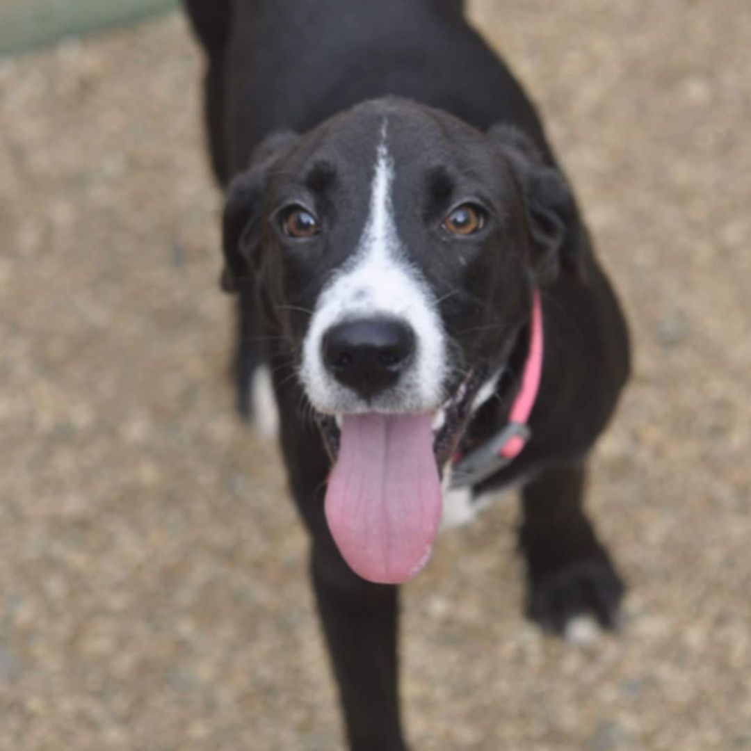 IT'S TONGUE OUT TUESDAY! We have some great tongues to share! And guess what? All these doggos are currently available for adoption (or foster) so that's even better for you!

Here's our lineup:
RICKY BOBBY - our three-legged MVP/6 year old chocolate retriever/lab mix
CAGNEY - the quietest and sweetest beagle you will ever meet/9 month old beagle mix
JENNY LOU - the girl with the dreamiest eyes/4 year old hound mix
SADIE - the gentlest giant/5 month old great dane mix
BETTY - our super senior/8 year old lab mix

Please peruse their profiles and send an email to adoptioncenter@homewardtrails.org if you have a home and a heart for these babies! <a target='_blank' href='https://www.instagram.com/explore/tags/adoptdontshop/'>#adoptdontshop</a> <a target='_blank' href='https://www.instagram.com/explore/tags/homewardtrails/'>#homewardtrails</a> <a target='_blank' href='https://www.instagram.com/explore/tags/catsofinstagram/'>#catsofinstagram</a> <a target='_blank' href='https://www.instagram.com/explore/tags/dogsofinsta/'>#dogsofinsta</a> <a target='_blank' href='https://www.instagram.com/explore/tags/adoptionevent/'>#adoptionevent</a> <a target='_blank' href='https://www.instagram.com/explore/tags/cleartheshelters/'>#cleartheshelters</a> <a target='_blank' href='https://www.instagram.com/explore/tags/dogsofinstagram/'>#dogsofinstagram</a> <a target='_blank' href='https://www.instagram.com/explore/tags/animalrescue/'>#animalrescue</a> <a target='_blank' href='https://www.instagram.com/explore/tags/rescuedog/'>#rescuedog</a> <a target='_blank' href='https://www.instagram.com/explore/tags/dogsofinstagram/'>#dogsofinstagram</a> <a target='_blank' href='https://www.instagram.com/explore/tags/rescuedogsofinstagram/'>#rescuedogsofinstagram</a> <a target='_blank' href='https://www.instagram.com/explore/tags/dog/'>#dog</a> <a target='_blank' href='https://www.instagram.com/explore/tags/dogs/'>#dogs</a> <a target='_blank' href='https://www.instagram.com/explore/tags/dogstagram/'>#dogstagram</a> <a target='_blank' href='https://www.instagram.com/explore/tags/rescue/'>#rescue</a> <a target='_blank' href='https://www.instagram.com/explore/tags/instadog/'>#instadog</a> <a target='_blank' href='https://www.instagram.com/explore/tags/dogoftheday/'>#dogoftheday</a>  <a target='_blank' href='https://www.instagram.com/explore/tags/doglife/'>#doglife</a> <a target='_blank' href='https://www.instagram.com/explore/tags/doglover/'>#doglover</a> <a target='_blank' href='https://www.instagram.com/explore/tags/rescuedismyfavoritebreed/'>#rescuedismyfavoritebreed</a> <a target='_blank' href='https://www.instagram.com/explore/tags/doglovers/'>#doglovers</a> <a target='_blank' href='https://www.instagram.com/explore/tags/dogsofinsta/'>#dogsofinsta</a> <a target='_blank' href='https://www.instagram.com/explore/tags/doggo/'>#doggo</a> <a target='_blank' href='https://www.instagram.com/explore/tags/rescuedogs/'>#rescuedogs</a> <a target='_blank' href='https://www.instagram.com/explore/tags/muttsofinstagram/'>#muttsofinstagram</a> <a target='_blank' href='https://www.instagram.com/explore/tags/puppiesofinstagram/'>#puppiesofinstagram</a> <a target='_blank' href='https://www.instagram.com/explore/tags/ilovemydog/'>#ilovemydog</a> <a target='_blank' href='https://www.instagram.com/explore/tags/dogsofig/'>#dogsofig</a> <a target='_blank' href='https://www.instagram.com/explore/tags/tongueouttuesday/'>#tongueouttuesday</a>