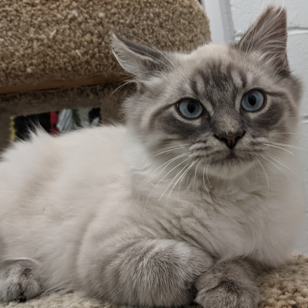 What's cuter than a <a target='_blank' href='https://www.instagram.com/explore/tags/kitten/'>#kitten</a>? 🤔 Nothing. Nothing is cuter than a kitten... And we still have many available for adoption.
<a target='_blank' href='https://www.instagram.com/explore/tags/caturday/'>#caturday</a> <a target='_blank' href='https://www.instagram.com/explore/tags/fluffykitty/'>#fluffykitty</a> <a target='_blank' href='https://www.instagram.com/explore/tags/adoptable/'>#adoptable</a> <a target='_blank' href='https://www.instagram.com/explore/tags/middleburghumanefoundation/'>#middleburghumanefoundation</a>