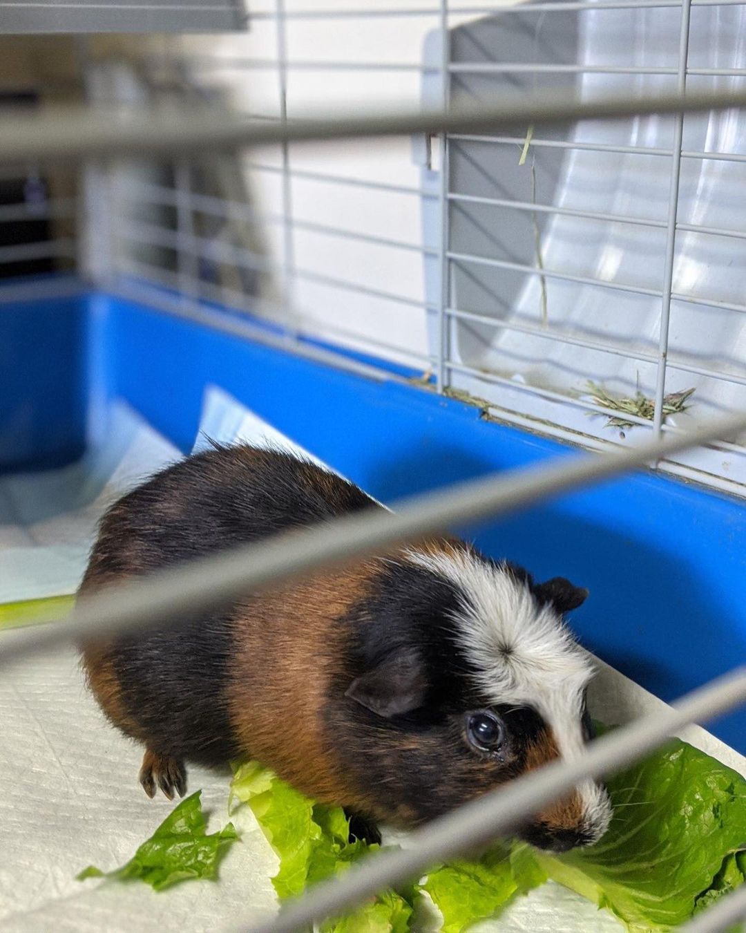 Some of our cute Guinea Pigs!! 🤗 Any vegetarians in the house? These babies love fruits and veggies!! 

If you are interested in adopting please fill out an adoption form on our website. Link is in bio. 

Feel free to DM with questions.