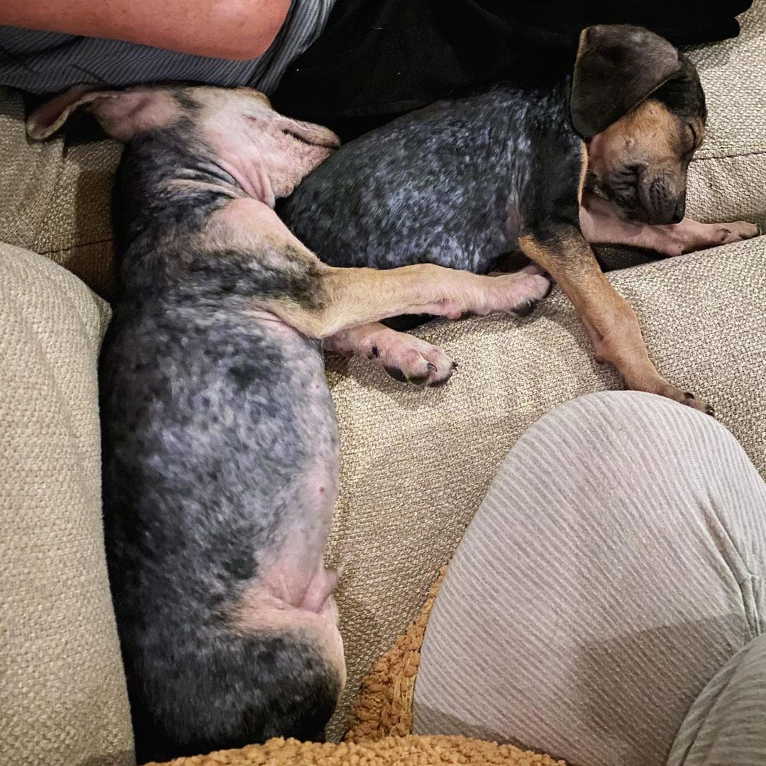 FOSTERS (or adopters) NEEDED! We need help with these two adorable, 9 week old hound mixes. They are sweet, playful, sleeping through the night, and keeping clean pens. They are also kid tested and approved 😜. Fostering commitment about 1-2 weeks for these guys. Message us if you can help out!!