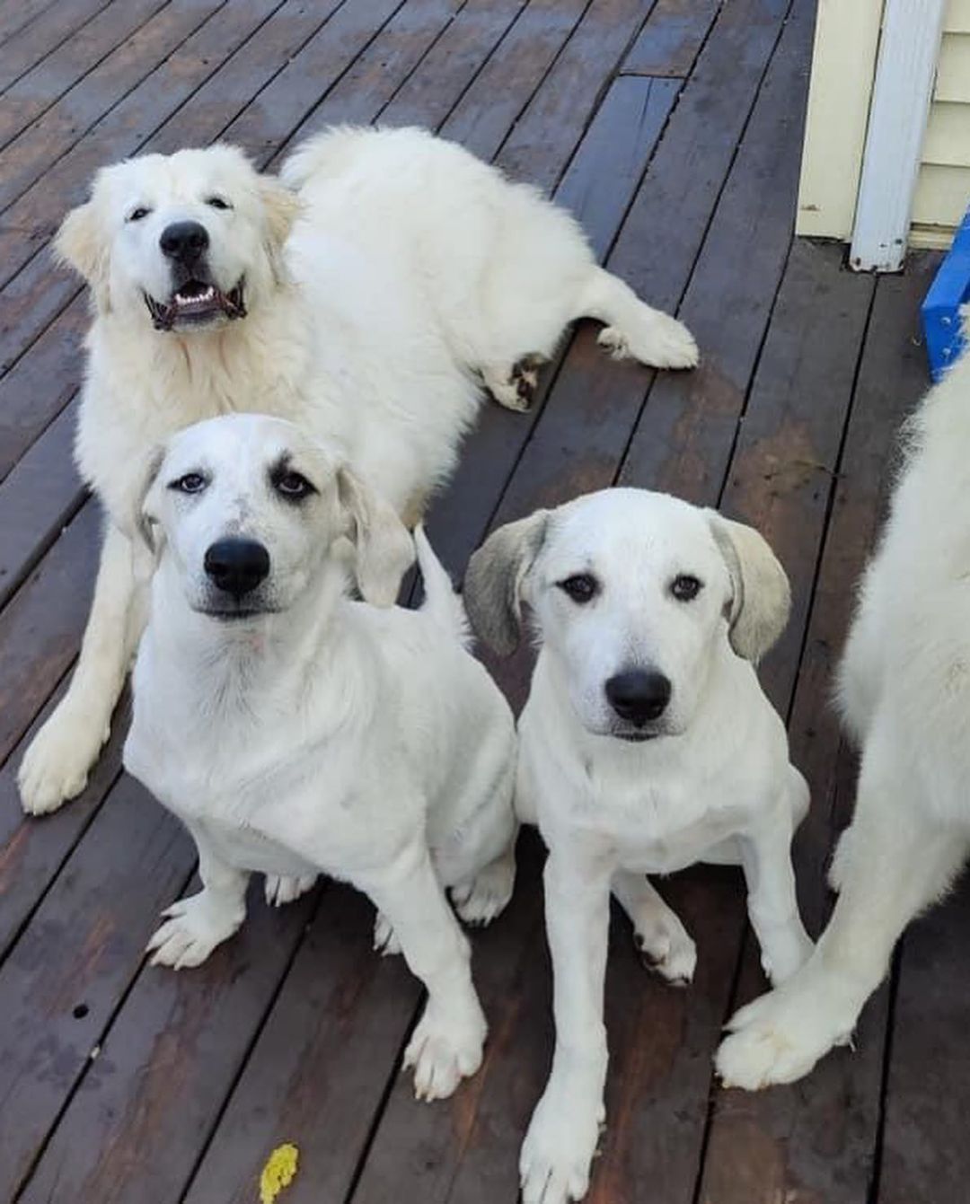 Maggie came into rescue with her sister Millie. The girls were surrendered to us by their owner who had back surgery and could no longer care for them. They had mostly been outside pups, but now they are enjoying the comforts of indoors. 

We think Maggie is a Great Pyrenees mixed with maybe Hound and Anatolian Shepherd. Maggie is sweet and pretty independent. She enjoys being where you are, but isn’t needy and can keep herself occupied with a crinkle toy or two. Maggie isn’t a cuddler, but really likes being petted. Maggie is more shy than her sister, however she does well when meeting people and enjoys the attention. At home, Maggie is a big talker and is not shy about her bark! Maggie loves to wrestle and play with the all the dogs in her foster home and requires a canine friend to play with in her Furever home. She is also cat friendly. Maggie enjoys being outside especially if you are outside with her. She also likes playing in the hose and digging in the yard 🤪 When Maggie’s ready for some down time or a nap, her crate is her safe place and she chooses to lay in it. Maggie is treat motivated and will sit for treats. She’s doing great with house training and we are working on leash training. New noises still startle her so we are helping her to slowly get used to new sights and sounds. 

Maggie has a short coat and at 4 1/2 months old weighs 46 lbs. Maggie is up to date on vaccines, up to date on heartworm and flea/tick preventatives, and microchipped. Our puppies are adopted on a spay/neuter contract with adopter promising to spay/neuter at a later date and must show proof at that time.

Adoption requirements:
You must have a secure and visible fence, pass a home check and a vet check with at least a two year, excellent vet history. Maggie can be adopted in Missouri, Illinois, Iowa, Wisconsin, Minnesota, and Indiana. 
*Being fostered in Reynolds, IL*
www.gprescue.com
🐾 
<a target='_blank' href='https://www.instagram.com/explore/tags/greatPyrenees/'>#greatPyrenees</a> <a target='_blank' href='https://www.instagram.com/explore/tags/greatpyreneesofthehour/'>#greatpyreneesofthehour</a> <a target='_blank' href='https://www.instagram.com/explore/tags/greatpyreneesoftheday/'>#greatpyreneesoftheday</a> <a target='_blank' href='https://www.instagram.com/explore/tags/greatpyreneesfeature/'>#greatpyreneesfeature</a> <a target='_blank' href='https://www.instagram.com/explore/tags/greatpyrfeature/'>#greatpyrfeature</a> <a target='_blank' href='https://www.instagram.com/explore/tags/dogstagram/'>#dogstagram</a> <a target='_blank' href='https://www.instagram.com/explore/tags/dogoftheday/'>#dogoftheday</a> <a target='_blank' href='https://www.instagram.com/explore/tags/polarbeardog/'>#polarbeardog</a> <a target='_blank' href='https://www.instagram.com/explore/tags/adoptdontshop/'>#adoptdontshop</a> <a target='_blank' href='https://www.instagram.com/explore/tags/dogsofmo/'>#dogsofmo</a> <a target='_blank' href='https://www.instagram.com/explore/tags/adopt/'>#adopt</a> <a target='_blank' href='https://www.instagram.com/explore/tags/foster/'>#foster</a> <a target='_blank' href='https://www.instagram.com/explore/tags/greatpyreneesrescueofmissouri/'>#greatpyreneesrescueofmissouri</a> <a target='_blank' href='https://www.instagram.com/explore/tags/greatpyreneesrescueofmo/'>#greatpyreneesrescueofmo</a>