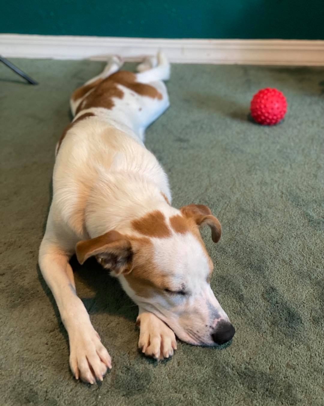 The many faces of a Hobbes naps. If anyone needs a splooting extraordinaire this cutie is still available! He’s a 1 year old terrier mix. Super playful, friendly, silly, good with dogs. A total catch! Fill out an app on our website!