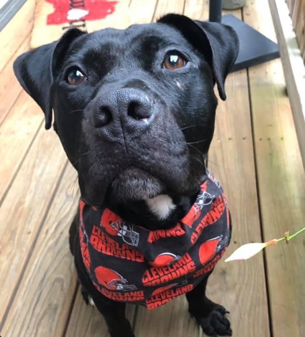 Meet Plunket, aka mister tall, dark and handsome! (He’s actually kind of a low-rider, so maybe we should call him stout, dark & handsome😆)

Plunket has been enjoying an extended sleepover with a volunteer, and being a wonderful houseguest! In between trying on different outfits to cheer on the Browns, Plunket has enjoyed catching up on naps and snuggling with his hosts. While he can be more anxious at the kennel, in a home environment, he revealed that he is actually a more chill boy with a pretty moderate energy level. 

Plunket only had one accident and seems like he picks up quickly on a routine,l. He has done quite well in his crate. And for activity, Plunket is a bit of a treat hound and seems to enjoy a good game of 