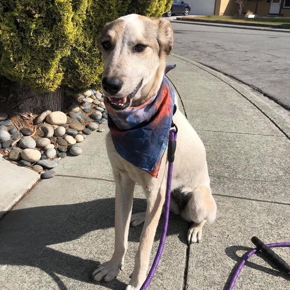 Since there was a chance of raining this week, our lovely Xena got a comfy rain jacket ready, and it looks great on her! 💦💦

Xena is looking for her forever home!🏡❤️

Xena is a sweet, very snugly girl and wants to be your best friend. She is such a lovely and beautiful dog. Playful with both humans and other dogs. She is a “snuggly pretzel” because she will twist herself around so that she can get into your lap so she can get pets. She has so much to give and is going to be an amazing dog. So eager to please and wanting to do whatever her person wants. Xena is a very loving and affectionate girl who loves nothing better than having a cuddle on the sofa. She will soon worm her way onto your bed and into your heart! She likes being outdoors – running, sniffing, playing, also likes to be checking out what is going on in the house. She is a confident and easy going girls, and will be happy to join your family.

🔹Please check out Xena's Adoption page and if interested fill out application on our web site: https://angelsfurryfriends.org/xena/

@Angel’sFurryFriendsRescue
✅ If you would like to help save more animals, you could also donate here: 
👉 https://angelsfurryfriends.org/donate/
👉PayPal: donations@angelsfurryfriends.org
👉PayPal Donation link: https://paypal.me/AngelsFurryFriendsSF?locale.x=en_US
🎥 Watch a video about our partner shelter in Volgograd: https://youtu.be/N4QXdLpZJ9k
🐾 Check our website for adoptable animals: https://angelsfurryfriends.org
✅ Our furry friends will be super happy if you can contribute to our AMAZON wish list: https://www.amazon.com/gp/registry/wishlist/2RZLJP6PB4GQV
✅ Find us on AMAZON SMILE
🤝 Please share information about our Rescue
✅ Angel’s Furry Friends is a Non-Profit 501(c)(3) organization. 
Your Donations are Tax Deductible.
Please, check with your employers, many companies match Donations, to double your valuable contribution.
<a target='_blank' href='https://www.instagram.com/explore/tags/adoptdontshop/'>#adoptdontshop</a> <a target='_blank' href='https://www.instagram.com/explore/tags/animalrescue/'>#animalrescue</a> <a target='_blank' href='https://www.instagram.com/explore/tags/animalhelp/'>#animalhelp</a> <a target='_blank' href='https://www.instagram.com/explore/tags/doglove/'>#doglove</a> <a target='_blank' href='https://www.instagram.com/explore/tags/catlove/'>#catlove</a> <a target='_blank' href='https://www.instagram.com/explore/tags/dogrescue/'>#dogrescue</a> <a target='_blank' href='https://www.instagram.com/explore/tags/catrescue/'>#catrescue</a> <a target='_blank' href='https://www.instagram.com/explore/tags/streetdogs/'>#streetdogs</a> <a target='_blank' href='https://www.instagram.com/explore/tags/angelsfurryfriends/'>#angelsfurryfriends</a> <a target='_blank' href='https://www.instagram.com/explore/tags/savealife/'>#savealife</a> <a target='_blank' href='https://www.instagram.com/explore/tags/bekind/'>#bekind</a> <a target='_blank' href='https://www.instagram.com/explore/tags/dogsforadoption/'>#dogsforadoption</a> <a target='_blank' href='https://www.instagram.com/explore/tags/animalwelfare/'>#animalwelfare</a> <a target='_blank' href='https://www.instagram.com/explore/tags/adoptdontshop/'>#adoptdontshop</a> <a target='_blank' href='https://www.instagram.com/explore/tags/rescuedogsofinstagram/'>#rescuedogsofinstagram</a> <a target='_blank' href='https://www.instagram.com/explore/tags/rescuedog/'>#rescuedog</a> <a target='_blank' href='https://www.instagram.com/explore/tags/rescuedismyfavoritebreed/'>#rescuedismyfavoritebreed</a> <a target='_blank' href='https://www.instagram.com/explore/tags/fromrussiawithlove/'>#fromrussiawithlove</a> <a target='_blank' href='https://www.instagram.com/explore/tags/lifeanimalrescue/'>#lifeanimalrescue</a> <a target='_blank' href='https://www.instagram.com/explore/tags/animalrescuers/'>#animalrescuers</a>