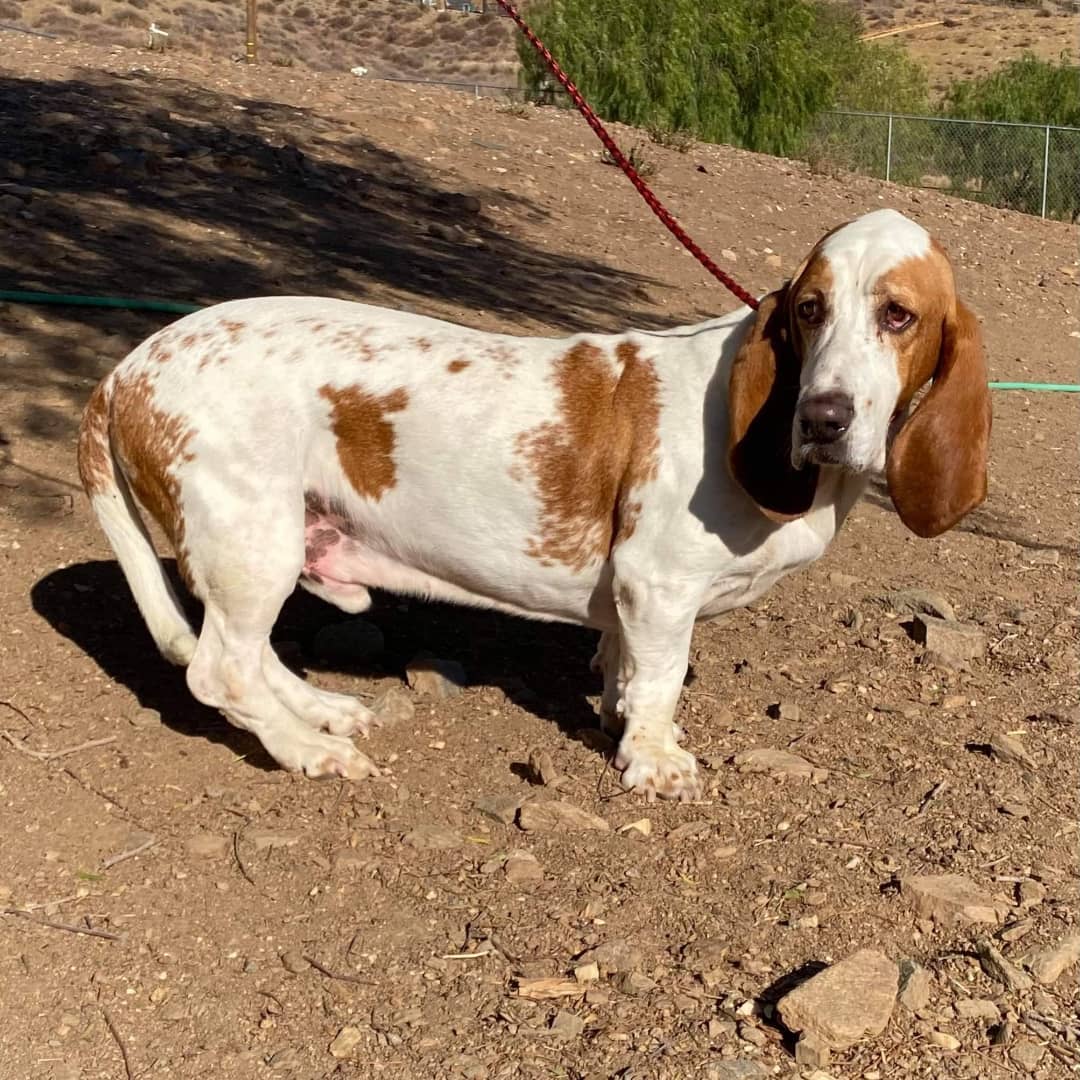 Please welcome skinny & scared 5 yr old Cooper. Reported to hate men this guy gave us a run at pick up! thank you Bruce Garvin for the transport. <a target='_blank' href='https://www.instagram.com/explore/tags/bassethoundsofinstagram/'>#bassethoundsofinstagram</a> <a target='_blank' href='https://www.instagram.com/explore/tags/daphneylandrehab/'>#daphneylandrehab</a> <a target='_blank' href='https://www.instagram.com/explore/tags/maneater/'>#maneater</a> <a target='_blank' href='https://www.instagram.com/explore/tags/rescuedogsofinstagram/'>#rescuedogsofinstagram</a> <a target='_blank' href='https://www.instagram.com/explore/tags/nothingbetterthanabasset/'>#nothingbetterthanabasset</a> <a target='_blank' href='https://www.instagram.com/explore/tags/rescuelife/'>#rescuelife</a> <a target='_blank' href='https://www.instagram.com/explore/tags/behaviormanagement/'>#behaviormanagement</a>