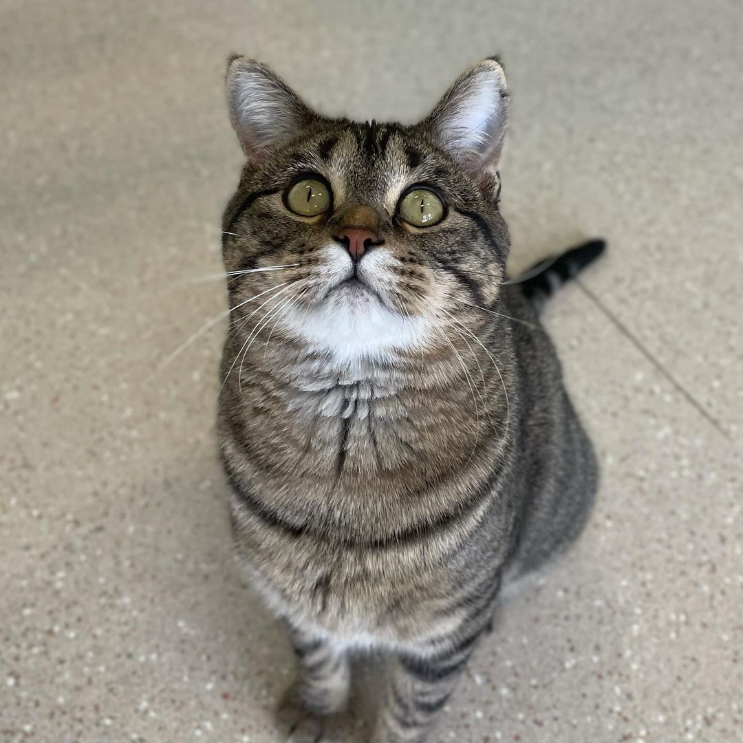 Happy Adoption Day, Ned! 🥰

<a target='_blank' href='https://www.instagram.com/explore/tags/adoptionday/'>#adoptionday</a> <a target='_blank' href='https://www.instagram.com/explore/tags/adoptedcat/'>#adoptedcat</a> <a target='_blank' href='https://www.instagram.com/explore/tags/happyadoptionday/'>#happyadoptionday</a> <a target='_blank' href='https://www.instagram.com/explore/tags/tabbycat/'>#tabbycat</a> <a target='_blank' href='https://www.instagram.com/explore/tags/darktabby/'>#darktabby</a> <a target='_blank' href='https://www.instagram.com/explore/tags/playfulcat/'>#playfulcat</a> <a target='_blank' href='https://www.instagram.com/explore/tags/snugglebug/'>#snugglebug</a> <a target='_blank' href='https://www.instagram.com/explore/tags/finallyadopted/'>#finallyadopted</a> <a target='_blank' href='https://www.instagram.com/explore/tags/winonaareahumanesociety/'>#winonaareahumanesociety</a> <a target='_blank' href='https://www.instagram.com/explore/tags/wahs/'>#wahs</a> <a target='_blank' href='https://www.instagram.com/explore/tags/winona/'>#winona</a> <a target='_blank' href='https://www.instagram.com/explore/tags/humanesociety/'>#humanesociety</a> <a target='_blank' href='https://www.instagram.com/explore/tags/petadoption/'>#petadoption</a> <a target='_blank' href='https://www.instagram.com/explore/tags/foreverhome/'>#foreverhome</a> <a target='_blank' href='https://www.instagram.com/explore/tags/adoptdontshop/'>#adoptdontshop</a> <a target='_blank' href='https://www.instagram.com/explore/tags/chooseadoption/'>#chooseadoption</a> <a target='_blank' href='https://www.instagram.com/explore/tags/rescueismyfavoritebreed/'>#rescueismyfavoritebreed</a> <a target='_blank' href='https://www.instagram.com/explore/tags/rescuecats/'>#rescuecats</a> <a target='_blank' href='https://www.instagram.com/explore/tags/shelter/'>#shelter</a> <a target='_blank' href='https://www.instagram.com/explore/tags/sheltercat/'>#sheltercat</a> <a target='_blank' href='https://www.instagram.com/explore/tags/catsofinstagram/'>#catsofinstagram</a> <a target='_blank' href='https://www.instagram.com/explore/tags/sheltercatsofinstagram/'>#sheltercatsofinstagram</a> <a target='_blank' href='https://www.instagram.com/explore/tags/catstagram/'>#catstagram</a>