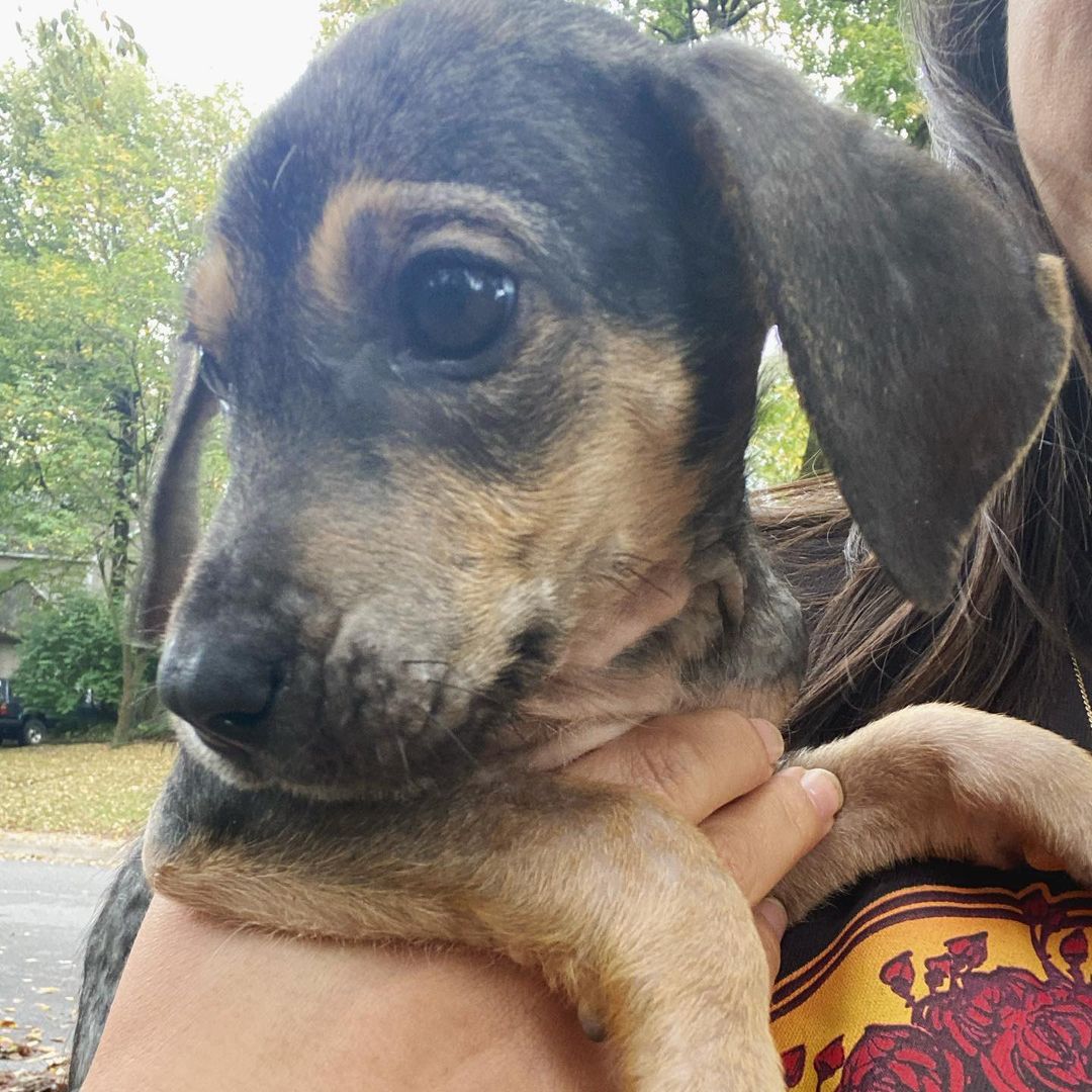 FOSTERS (or adopters) NEEDED! We need help with these two adorable, 9 week old hound mixes. They are sweet, playful, sleeping through the night, and keeping clean pens. They are also kid tested and approved 😜. Fostering commitment about 1-2 weeks for these guys. Message us if you can help out!!