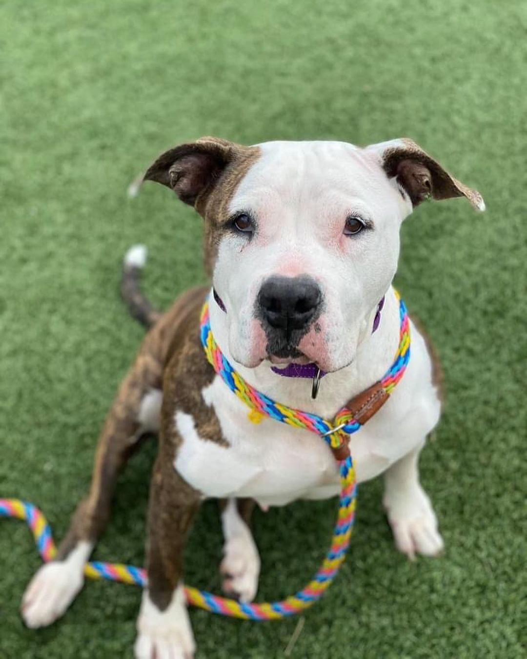 Happy hippo mama seeking her very own couch! Cali has a sweet and easy-going personality. If you're looking for a lady that seems pretty low-maintenance and chill, she could fit the bill! 

She is up for a little playtime and enjoys her chance to go for a nice walk, but she is more about hanging out and getting loved on. She'll flop right over for belly rubs, or happily plonk herself down to accept some praise and some treats. She'll charm you with her fancy sits, head tilts and signature sploots. Cali is estimated to be around 4 years old and weighs a portly 77 lbs.

Unfortunately, Cali has a torn ACL and she needs our help! @friendsofcitydogscleveland  can cover the cost of surgery, but Cali will need a calm home where she can recover and recuperate. Luckily, this girl seems like she will be into that 