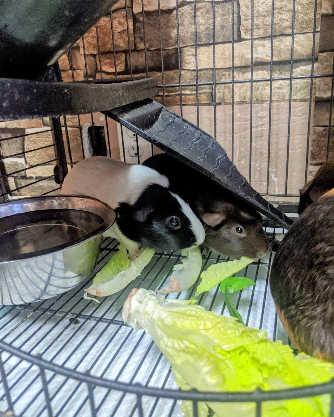 Some of our cute Guinea Pigs!! 🤗 Any vegetarians in the house? These babies love fruits and veggies!! 

If you are interested in adopting please fill out an adoption form on our website. Link is in bio. 

Feel free to DM with questions.