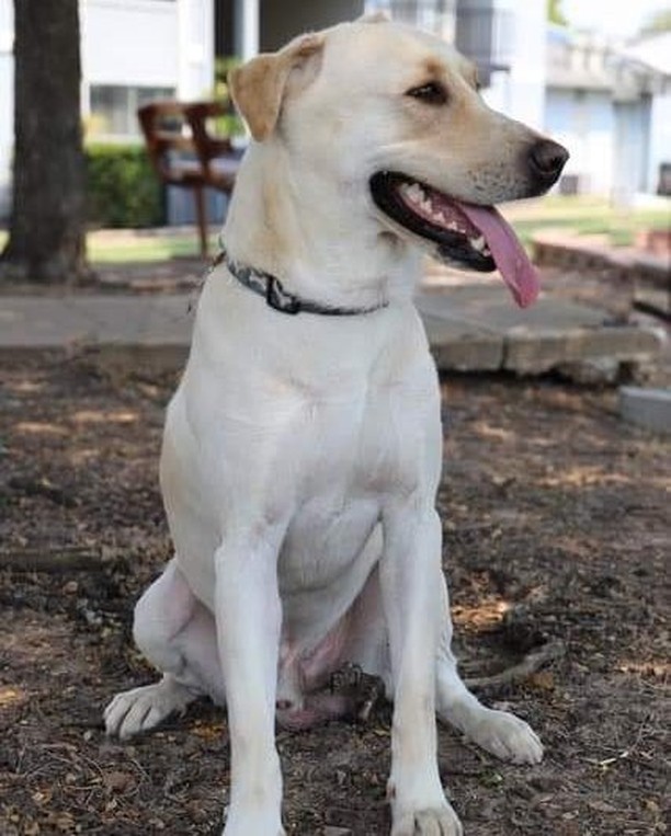 Foster homes needed!! Astro is one of our dogs that needs a foster or adopter right away.  His current foster saved his life but her dog doesn't like him.  He is a sweet lab mix, just about 16 months old. He would love a yard to play in and run , but he has adjusted to an apartment and is crate trained.  Can you help?  Please fill out our foster application and we will call you asap. <a target='_blank' href='https://www.instagram.com/explore/tags/LAPdog/'>#LAPdog</a> <a target='_blank' href='https://www.instagram.com/explore/tags/FosterHomesSaveLives/'>#FosterHomesSaveLives</a> <a target='_blank' href='https://www.instagram.com/explore/tags/LABpuprescue/'>#LABpuprescue</a> https://www.laprescue.org/foster-application.html