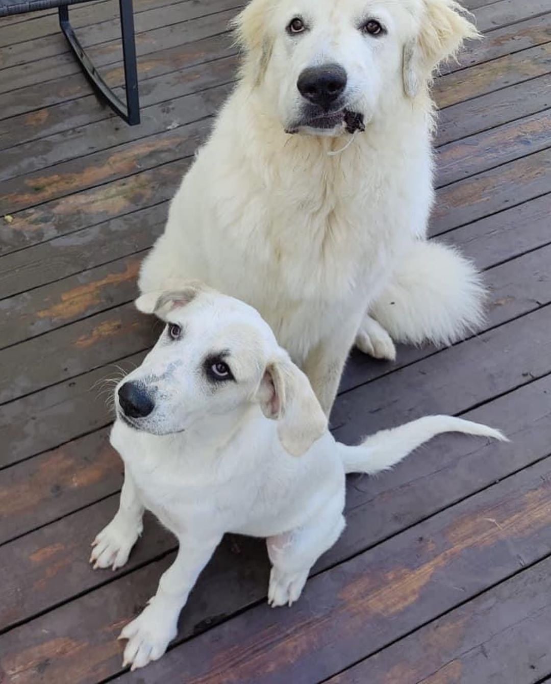 Maggie came into rescue with her sister Millie. The girls were surrendered to us by their owner who had back surgery and could no longer care for them. They had mostly been outside pups, but now they are enjoying the comforts of indoors. 

We think Maggie is a Great Pyrenees mixed with maybe Hound and Anatolian Shepherd. Maggie is sweet and pretty independent. She enjoys being where you are, but isn’t needy and can keep herself occupied with a crinkle toy or two. Maggie isn’t a cuddler, but really likes being petted. Maggie is more shy than her sister, however she does well when meeting people and enjoys the attention. At home, Maggie is a big talker and is not shy about her bark! Maggie loves to wrestle and play with the all the dogs in her foster home and requires a canine friend to play with in her Furever home. She is also cat friendly. Maggie enjoys being outside especially if you are outside with her. She also likes playing in the hose and digging in the yard 🤪 When Maggie’s ready for some down time or a nap, her crate is her safe place and she chooses to lay in it. Maggie is treat motivated and will sit for treats. She’s doing great with house training and we are working on leash training. New noises still startle her so we are helping her to slowly get used to new sights and sounds. 

Maggie has a short coat and at 4 1/2 months old weighs 46 lbs. Maggie is up to date on vaccines, up to date on heartworm and flea/tick preventatives, and microchipped. Our puppies are adopted on a spay/neuter contract with adopter promising to spay/neuter at a later date and must show proof at that time.

Adoption requirements:
You must have a secure and visible fence, pass a home check and a vet check with at least a two year, excellent vet history. Maggie can be adopted in Missouri, Illinois, Iowa, Wisconsin, Minnesota, and Indiana. 
*Being fostered in Reynolds, IL*
www.gprescue.com
🐾 
<a target='_blank' href='https://www.instagram.com/explore/tags/greatPyrenees/'>#greatPyrenees</a> <a target='_blank' href='https://www.instagram.com/explore/tags/greatpyreneesofthehour/'>#greatpyreneesofthehour</a> <a target='_blank' href='https://www.instagram.com/explore/tags/greatpyreneesoftheday/'>#greatpyreneesoftheday</a> <a target='_blank' href='https://www.instagram.com/explore/tags/greatpyreneesfeature/'>#greatpyreneesfeature</a> <a target='_blank' href='https://www.instagram.com/explore/tags/greatpyrfeature/'>#greatpyrfeature</a> <a target='_blank' href='https://www.instagram.com/explore/tags/dogstagram/'>#dogstagram</a> <a target='_blank' href='https://www.instagram.com/explore/tags/dogoftheday/'>#dogoftheday</a> <a target='_blank' href='https://www.instagram.com/explore/tags/polarbeardog/'>#polarbeardog</a> <a target='_blank' href='https://www.instagram.com/explore/tags/adoptdontshop/'>#adoptdontshop</a> <a target='_blank' href='https://www.instagram.com/explore/tags/dogsofmo/'>#dogsofmo</a> <a target='_blank' href='https://www.instagram.com/explore/tags/adopt/'>#adopt</a> <a target='_blank' href='https://www.instagram.com/explore/tags/foster/'>#foster</a> <a target='_blank' href='https://www.instagram.com/explore/tags/greatpyreneesrescueofmissouri/'>#greatpyreneesrescueofmissouri</a> <a target='_blank' href='https://www.instagram.com/explore/tags/greatpyreneesrescueofmo/'>#greatpyreneesrescueofmo</a>