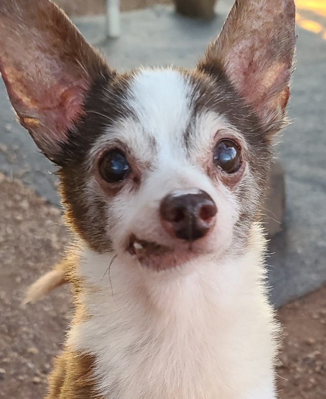 Look at this babe!!! This is Burt ❤🐾

He was found last week in the area of 44th st and McDowell. He is not neutered and probably around 11 years old. The finders posted him on straydar and hung flyers but no owner has been found. We will continue our search. 

For now we are welcoming him home to Rusty's Angels as # 302. 

Doesn't his face remind you of a chocolate swirl marble cake?! 😋 
And this dude is not only adorable he also has a spectacular personality. His little 6# physique is likely to win over all the ladies, without a doubt. 

Welcome home Burt welcome home. 🐾❤🐾