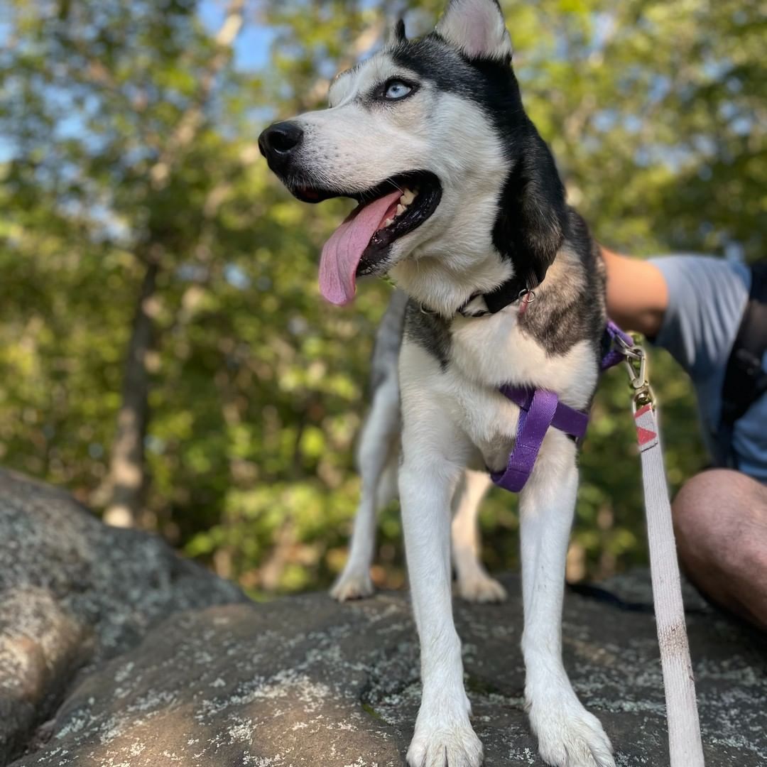 PUPDATE: ADOPTED MEET PEEWEE 💙

This handsome fella is Peewee, a husky mix who just arrived from Texas. Don’t let his name fool you…Peewee is one big 50lb package of love. This sweet husky has a lot of energy and needs plenty of exercise, but he’ll spend the rest of the day away snuggled up next to you - or on coolest surface in the house!

He is housebroken and sleeps through the night comfortably in his crate. He loves people and is quick to present himself for belly rubs or offer polite face kisses. Some of his favorite activities are getting head scratches, dinner time, running around in the park, and sniffing the grass.

Peewee is a huge fan of the outdoors, loves to go for long walks and would be a great running or hiking buddy! He is working on perfecting his leash skills as he can get a bit too excited on walks (he just loves being outside so much!), but he does well with stopping and starting, changing direction, and sitting when necessary. He is treat motivated inside with fewer distractions. He’s also an excellent running buddy, keeping pace right beside you on a short leash without pulling.

His foster mom says: 