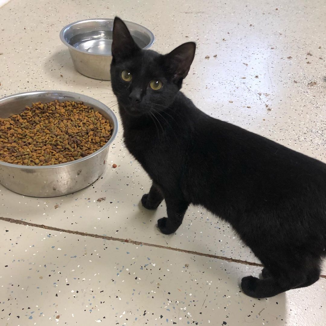 Little miss Velvet would love to come home with you! She’s about 7 months old and as sweet as can be. She’s a curious girl who gets along well with other cats. Please complete our adoption application at roxiesplace.petfinder.com to give her a home!