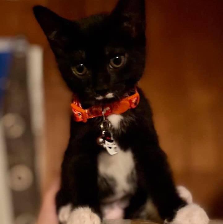 🐾🐈‍⬛🐾 MEET GANDALF, MS. BLACK, AND BOOTSY! 🐾🐈‍⬛🐾

Gandalf:
Firstborn and also the biggest of the litter. She likes her quiet time, but will still snuggle and let you pick her up. She likes hunting bugs so there’s mouser potential. She is a fun, curious kitty!

Ms. Black
This kitten is super cuddly and loves to play.  Independently with cat toys, with her litter mates and mama, or with a human companion. She’s also a climber. This kitten gets along best and plays the most with the children in the home! Just look at her little milk mustache!

Bootsy
Her litter mates were all born with white socks but Bootsy got two whole legs of white fur. She’s a great combination of cuddly, playful, chill, and aloof. She’ll attack your pencil eraser while you write, or sneak up and fall asleep next to you while you relax. She also gets along well with the unrelated male cat, the kids, and her litter mates.

✔️ All three girls are spayed, microchipped, combo tested negative, and UTD on vaccines!

If you are interested in adopting, please head to www.pettalesrescue.com and fill out an application ✍🏼