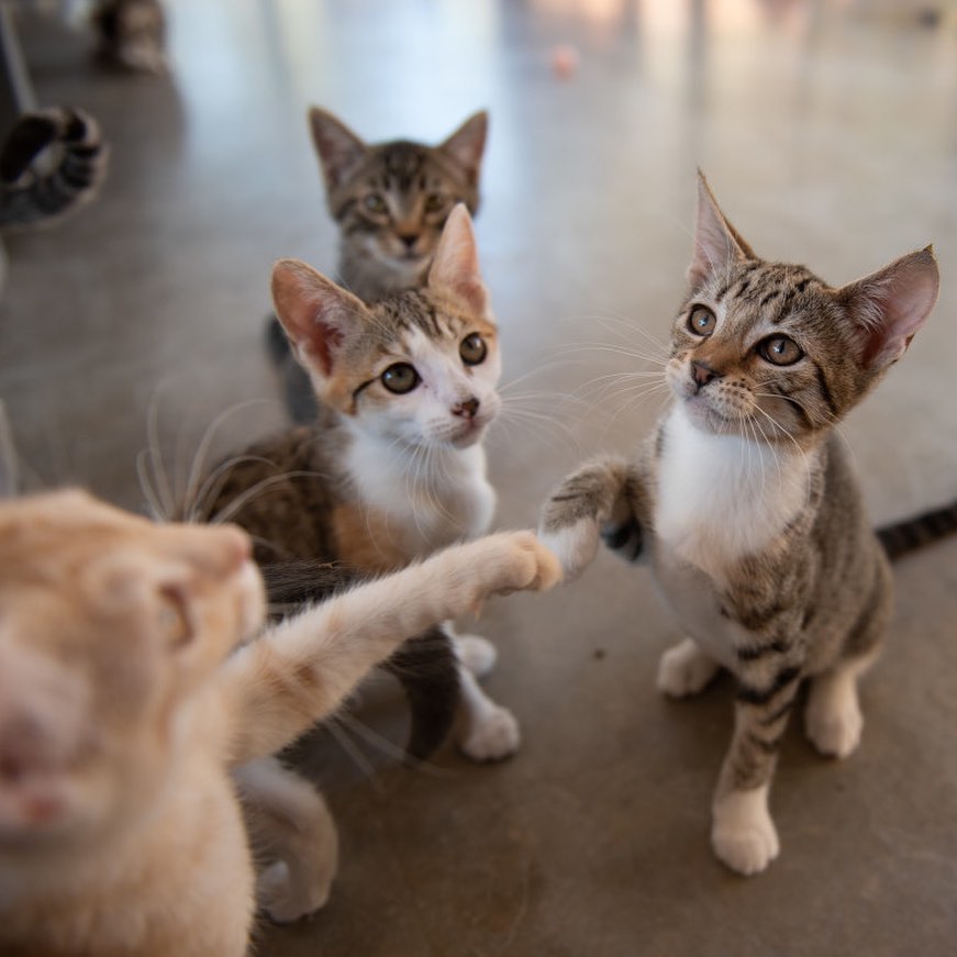 Looking for fun this weekend? Stop by Best Friends Salt Lake City to meet our adorable 💖adoptable kittens waiting for their forever homes! 

All kittens are spayed/neutered, up to date on vaccinations and microchipped. BONUS: Kittens are two for one because they do so well in pairs!😻😻

Visit us at 2005 S. 1100 E. in Salt Lake City or you can see who's available and fill out an adoption survey at utah.bestfriends.org/adopt (DM us for a link or click the link in our bio). 

The Best Friends Lifesaving Center in Salt Lake City does adoptions by appointment and at our center between 12-4pm Sunday and Monday and 12-6pm Tuesday through Saturday. If you are interested in adopting a specific pet, please complete our dog adoption survey or cat adoption survey to provide us information about your lifestyle and what you are looking for in a dog or cat. An adoption specialist will be in touch with you within 48 hours via phone or email to advise next steps. Thank you for your continued support of the animals in Utah. 

<a target='_blank' href='https://www.instagram.com/explore/tags/SaveThemAll/'>#SaveThemAll</a> <a target='_blank' href='https://www.instagram.com/explore/tags/BestFriendsAnimalSociety/'>#BestFriendsAnimalSociety</a> <a target='_blank' href='https://www.instagram.com/explore/tags/adoptdontshop/'>#adoptdontshop</a> <a target='_blank' href='https://www.instagram.com/explore/tags/Utah/'>#Utah</a> <a target='_blank' href='https://www.instagram.com/explore/tags/SLC/'>#SLC</a> <a target='_blank' href='https://www.instagram.com/explore/tags/SaltLakeCity/'>#SaltLakeCity</a> <a target='_blank' href='https://www.instagram.com/explore/tags/BestFriendsUtah/'>#BestFriendsUtah</a> <a target='_blank' href='https://www.instagram.com/explore/tags/NKUT/'>#NKUT</a> <a target='_blank' href='https://www.instagram.com/explore/tags/BestFriendsSLC/'>#BestFriendsSLC</a> <a target='_blank' href='https://www.instagram.com/explore/tags/kittenadoption/'>#kittenadoption</a> <a target='_blank' href='https://www.instagram.com/explore/tags/NKUT/'>#NKUT</a>