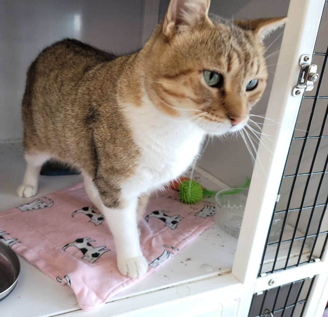 Mickey is a GORGEOUS,  SWEET, TOTAL LOVEBUG!!! This 3-year-old male has absolutely NO tail! Manx cats are cats without tails, and cats without even a stub are known as Rumpy Manx. Manx cats are known to be very affectionate, loyal and intelligent cats. Some say they are 