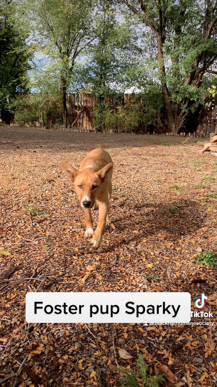 Shy boi Sparky with his foster mom Margret enjoying the fall weather and running through the leaves <a target='_blank' href='https://www.instagram.com/explore/tags/fosterpup/'>#fosterpup</a> <a target='_blank' href='https://www.instagram.com/explore/tags/waitingforhisforeverfamily/'>#waitingforhisforeverfamily</a> 
Music by Conkarah - Bananas