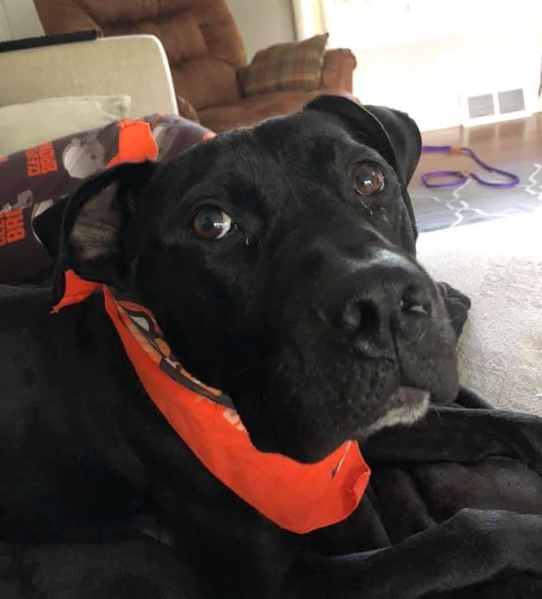 Meet Plunket, aka mister tall, dark and handsome! (He’s actually kind of a low-rider, so maybe we should call him stout, dark & handsome😆)

Plunket has been enjoying an extended sleepover with a volunteer, and being a wonderful houseguest! In between trying on different outfits to cheer on the Browns, Plunket has enjoyed catching up on naps and snuggling with his hosts. While he can be more anxious at the kennel, in a home environment, he revealed that he is actually a more chill boy with a pretty moderate energy level. 

Plunket only had one accident and seems like he picks up quickly on a routine,l. He has done quite well in his crate. And for activity, Plunket is a bit of a treat hound and seems to enjoy a good game of 