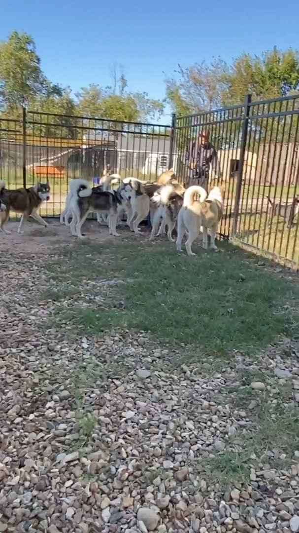 How the huskies do it
