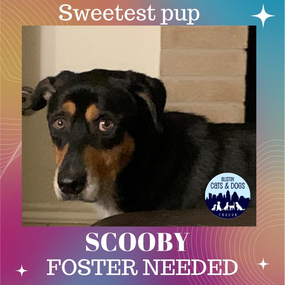 🚨URGENT! 🚨 SCOOBY NEEDS A FOSTER THIS WEEK! We have found a  short term, temporary foster for Scooby,  but WE MUST FIND HIM A longer term FOSTER IMMEDIATELY! Scooby is a very sweet, shy and submissive dog, from kingsville in south Texas and approximately 5 years or more. We also believe he is a beauceron/hound mix who has lived IN A CHAIN FOR OVER 2 YEARS!! His front teeth top and bottom are grinded down to gums from chewing fleas and trying to get off chain.

He deserves a second chance! Will you help him? ❤️
Contact ATXcatsdogs@gmail.com or call 512-669-2269 ASAP if you are interested in fostering.

<a target='_blank' href='https://www.instagram.com/explore/tags/austin/'>#austin</a> <a target='_blank' href='https://www.instagram.com/explore/tags/austintx/'>#austintx</a> <a target='_blank' href='https://www.instagram.com/explore/tags/austintexas/'>#austintexas</a> <a target='_blank' href='https://www.instagram.com/explore/tags/texas/'>#texas</a> <a target='_blank' href='https://www.instagram.com/explore/tags/utaustin/'>#utaustin</a> <a target='_blank' href='https://www.instagram.com/explore/tags/atx/'>#atx</a> <a target='_blank' href='https://www.instagram.com/explore/tags/atxlife/'>#atxlife</a> <a target='_blank' href='https://www.instagram.com/explore/tags/downtownatx/'>#downtownatx</a> <a target='_blank' href='https://www.instagram.com/explore/tags/austincitylimits/'>#austincitylimits</a> <a target='_blank' href='https://www.instagram.com/explore/tags/nyc/'>#nyc</a> <a target='_blank' href='https://www.instagram.com/explore/tags/nashville/'>#nashville</a> <a target='_blank' href='https://www.instagram.com/explore/tags/washingtondc/'>#washingtondc</a> <a target='_blank' href='https://www.instagram.com/explore/tags/georgetown/'>#georgetown</a> <a target='_blank' href='https://www.instagram.com/explore/tags/ut/'>#ut</a> <a target='_blank' href='https://www.instagram.com/explore/tags/zilkerpark/'>#zilkerpark</a> <a target='_blank' href='https://www.instagram.com/explore/tags/atxvegans/'>#atxvegans</a> <a target='_blank' href='https://www.instagram.com/explore/tags/dogs/'>#dogs</a>